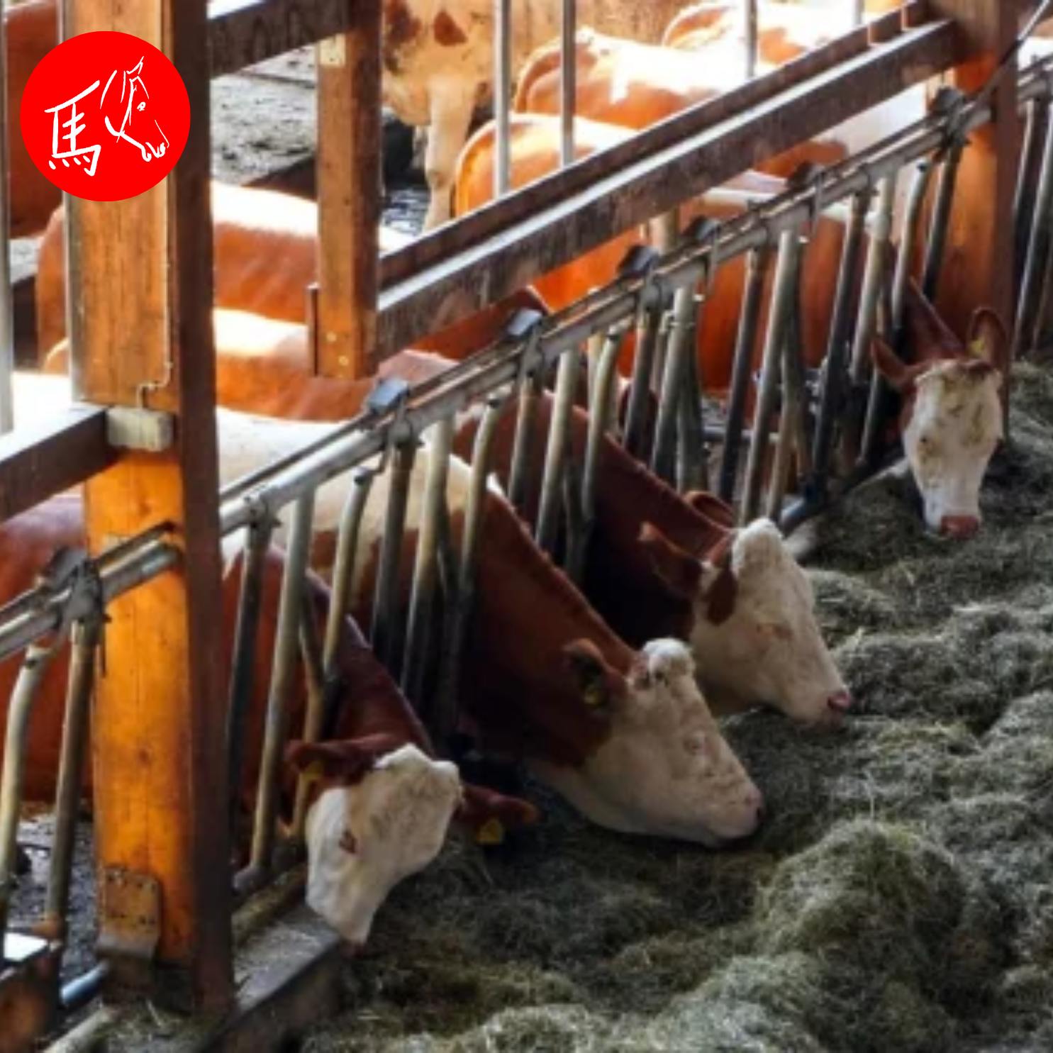 Nutztiere in der Tierheilpraxis – Interview mit Birgit Gnadl und Angela Lamminger