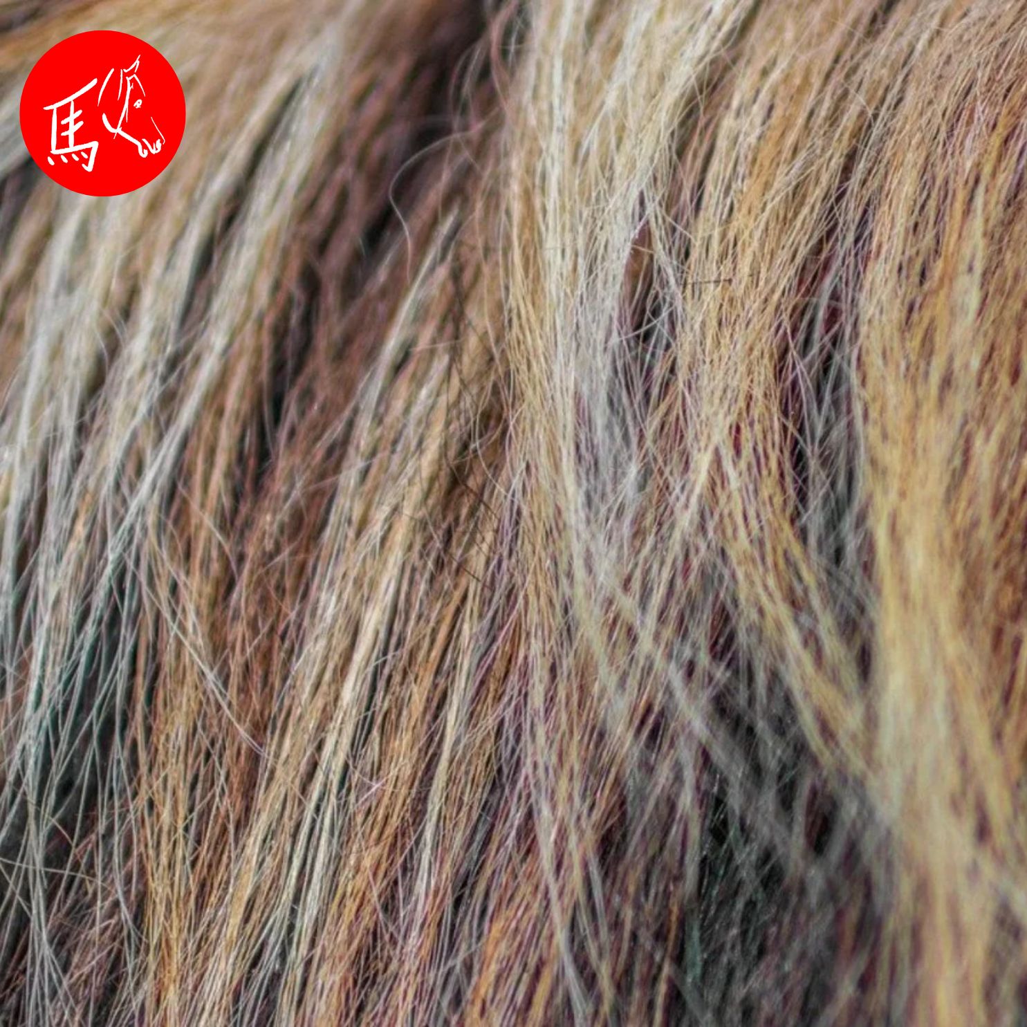 Haaranalyse beim Pferd