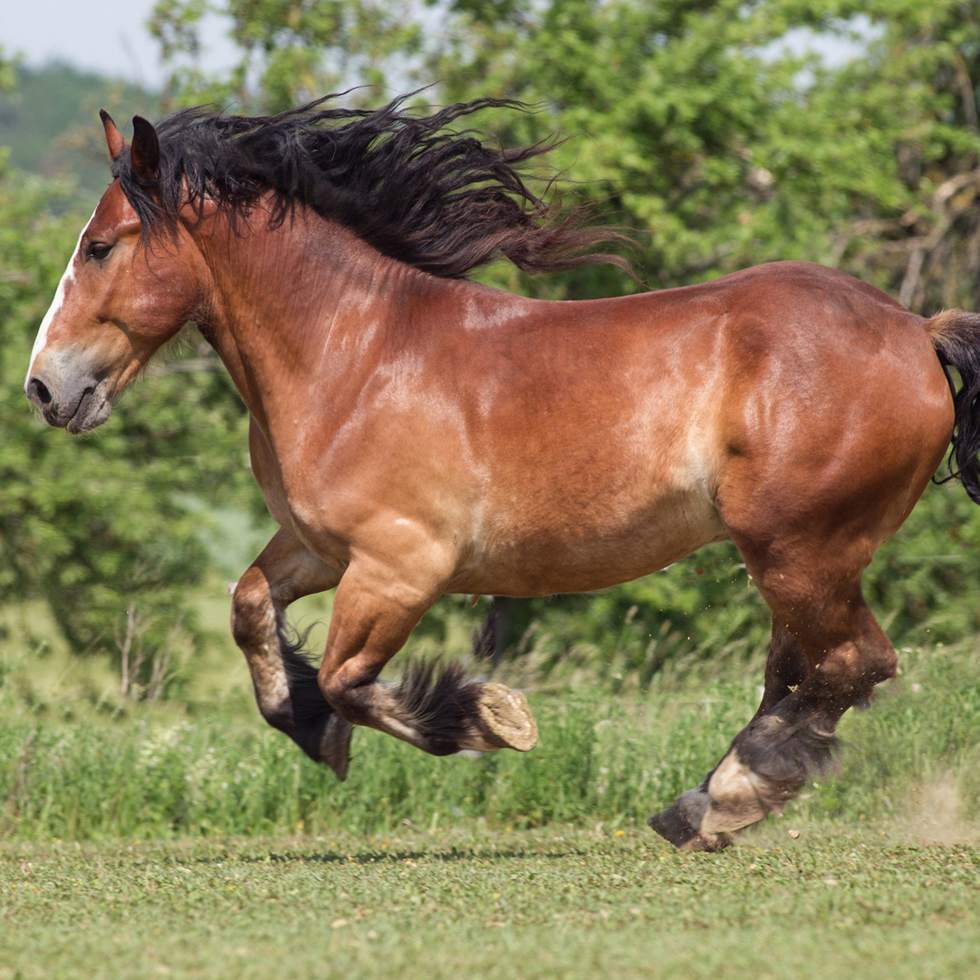 Mauke beim Pferd