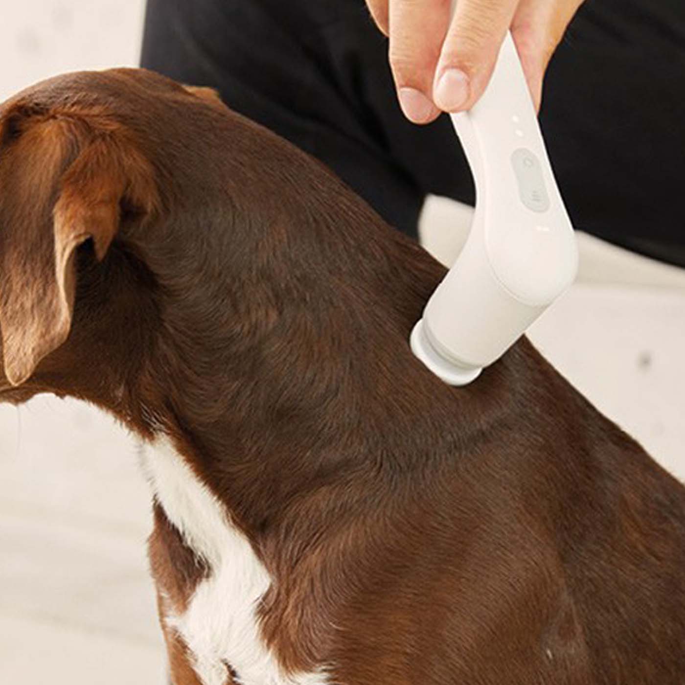 Arthrose bei Hund und Pferd (Novafon)