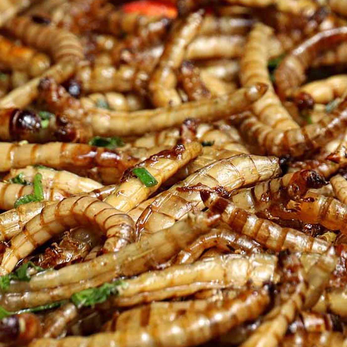 Fütterung von Insekten in der Hunde- und Katzenernährung