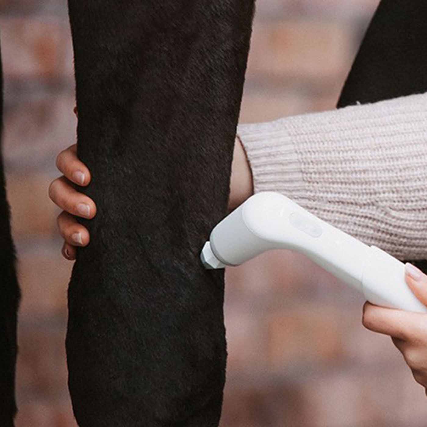 Sehnenreizung und Triggerpunkte bei Hund und Pferd