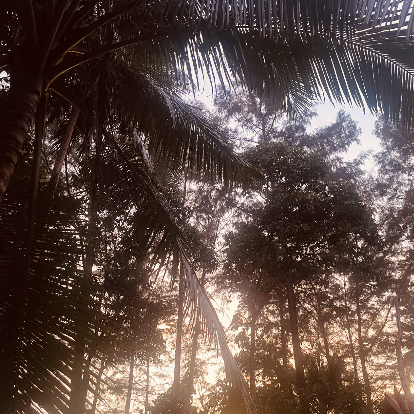 (ohne Musik) Do, 23.01. Entspannt einschlafen - Traumreise ins Goldene Blattmeer