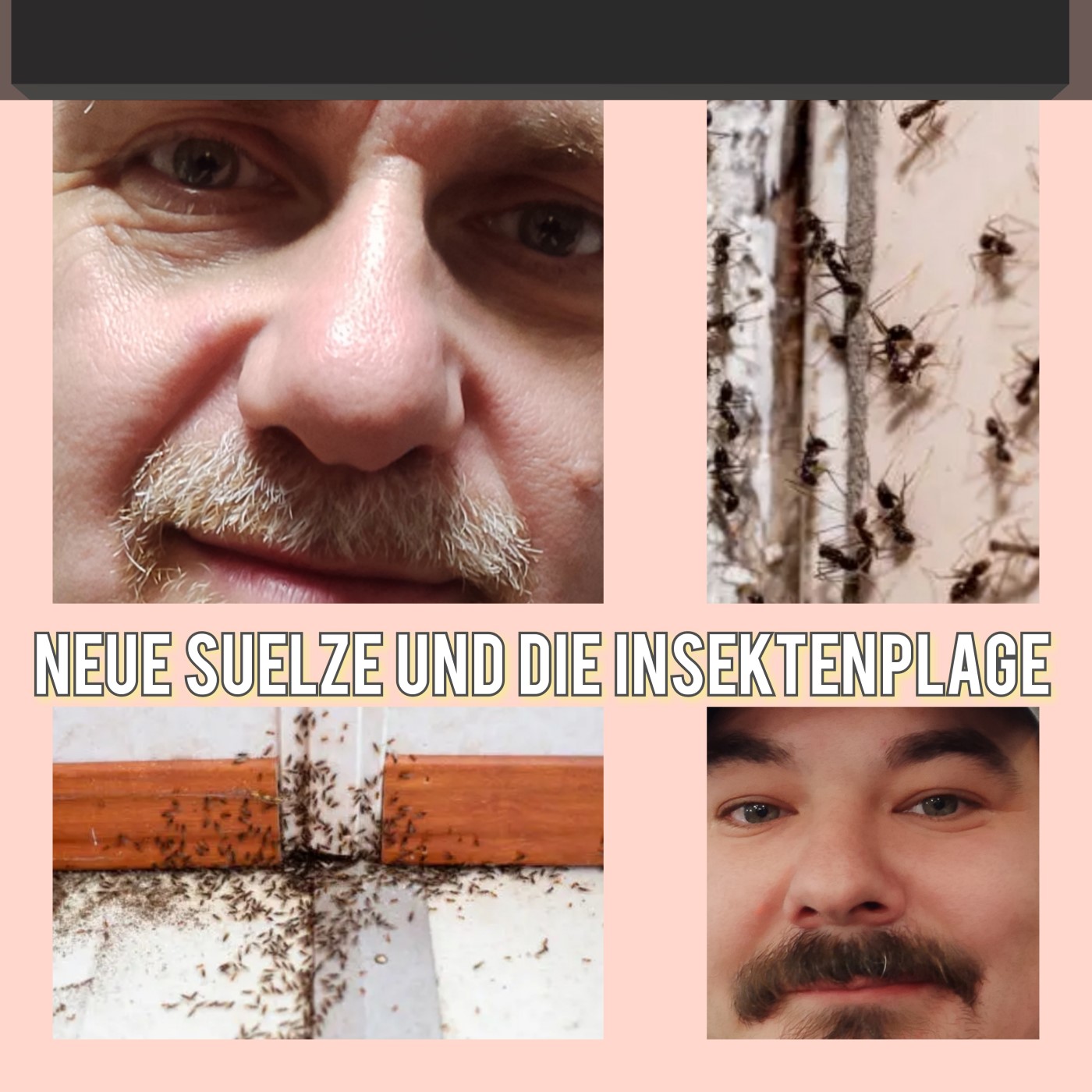 Neue Sülze und die Insektenplage episode artwork