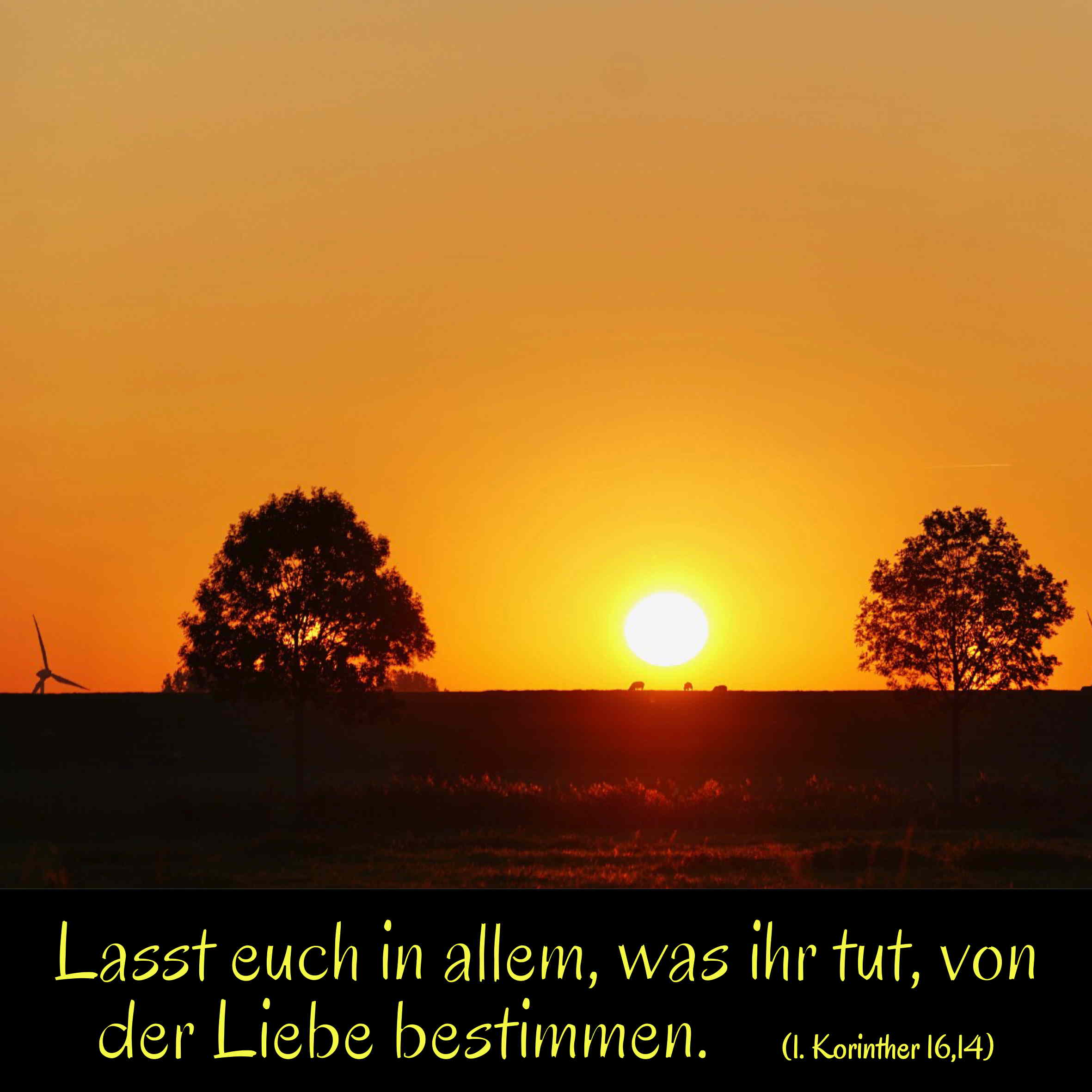Alles aus Liebe! episode artwork