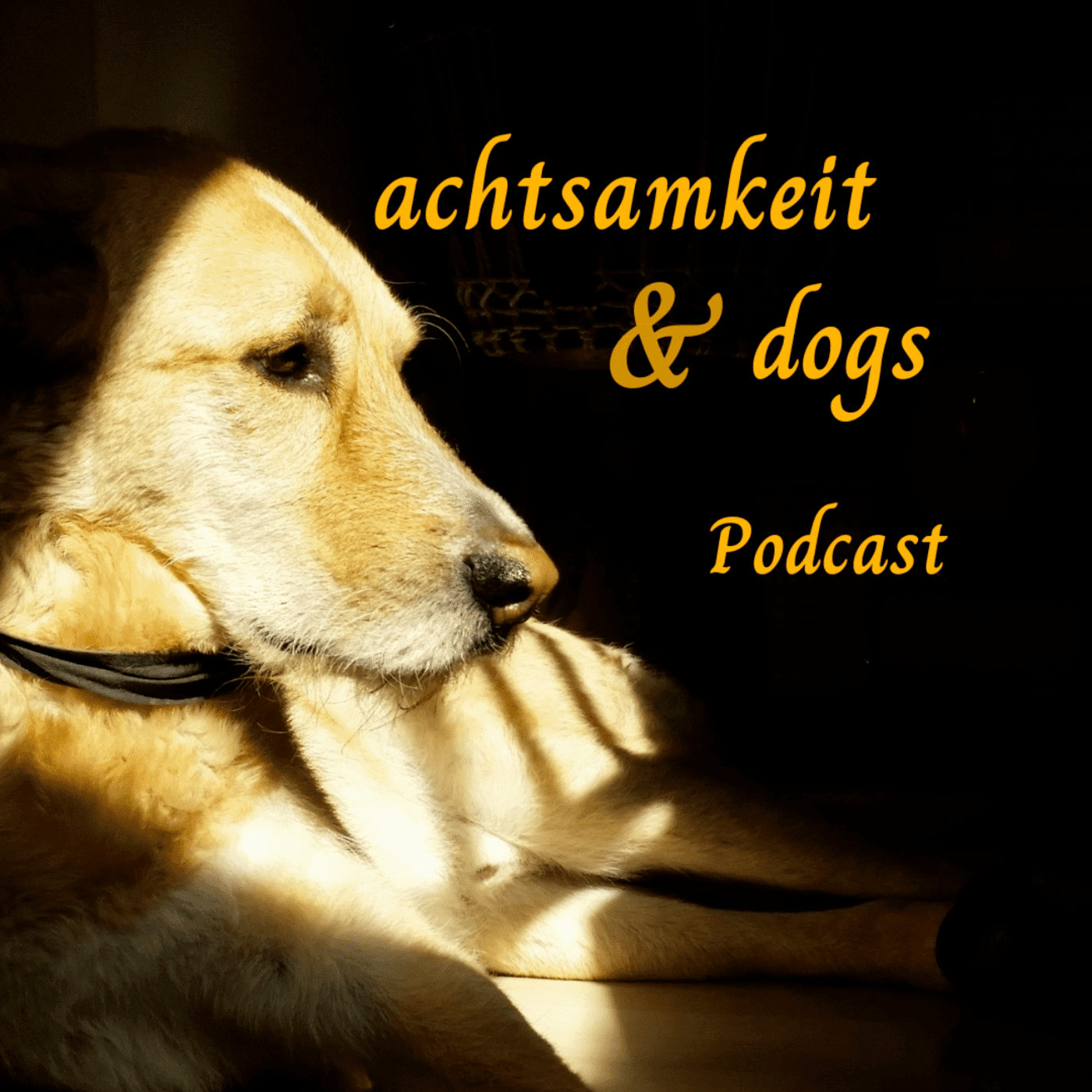 achtsamkeit & dogs