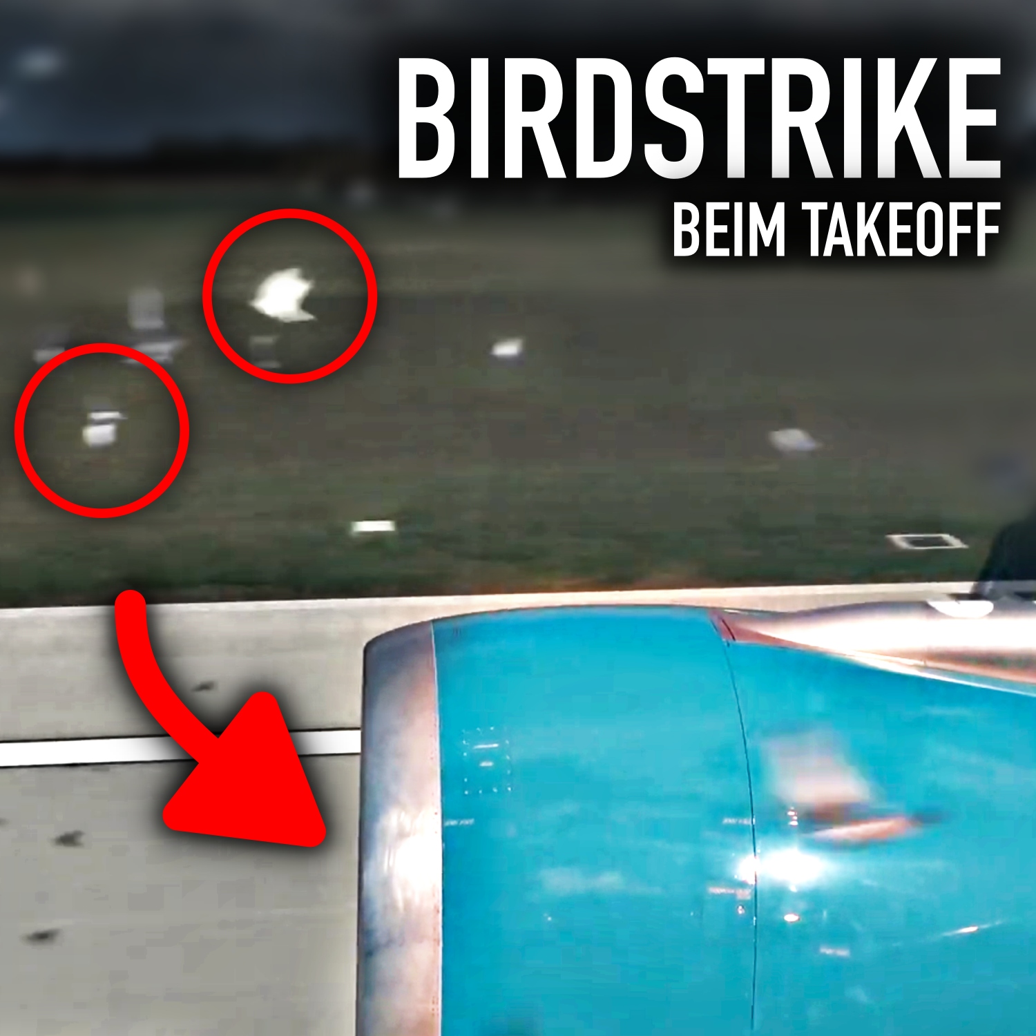 Birdstrike! Airbus A330 muss umdrehen | AeroNews