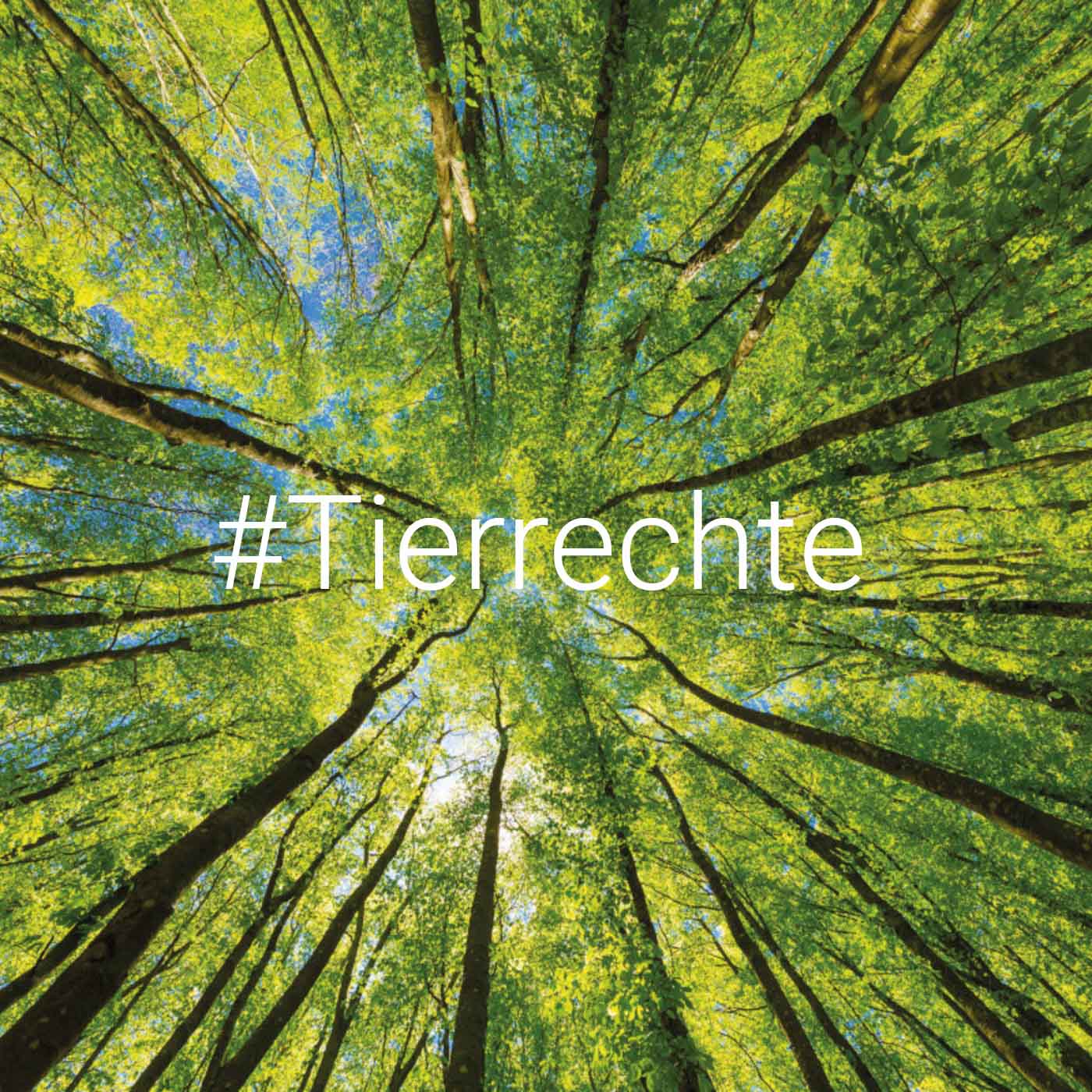 Welche Rechte haben Tiere? episode artwork