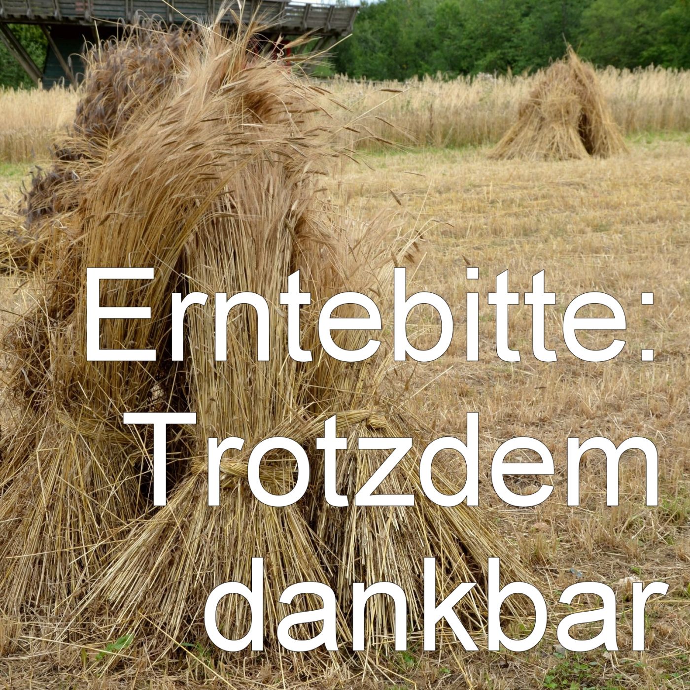 Erntebitte 2025: Trotzdem dankbar