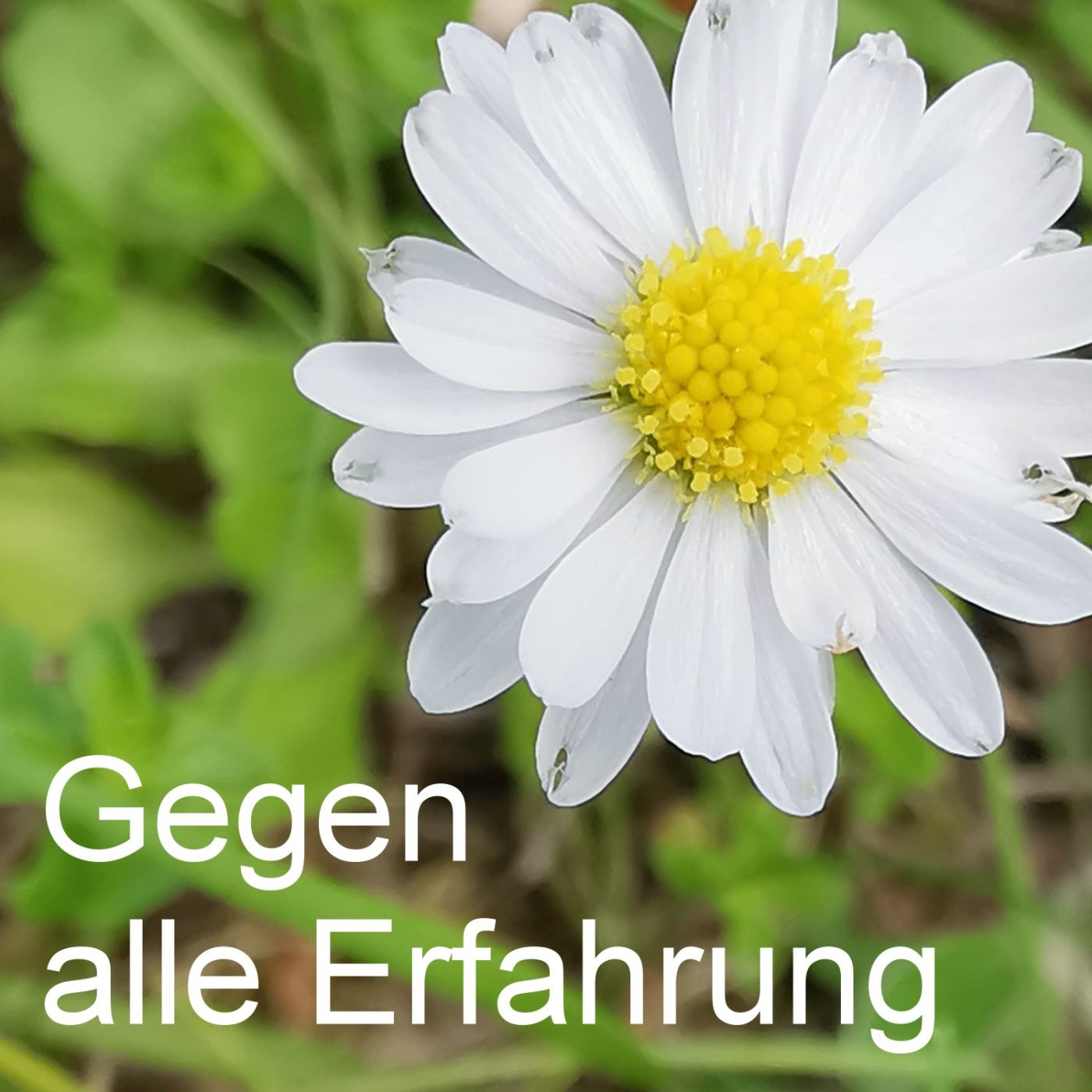 Gegen alle Erfahrung episode artwork