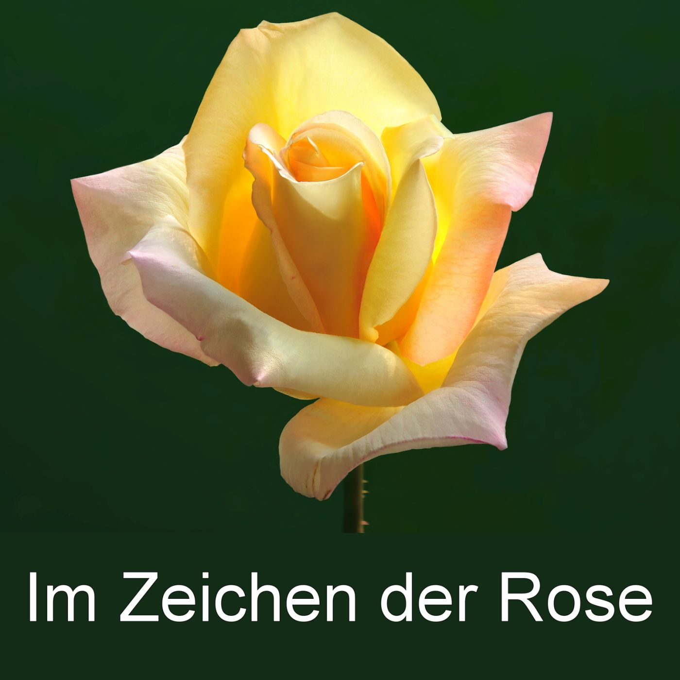 Im Zeichen der Rose episode artwork