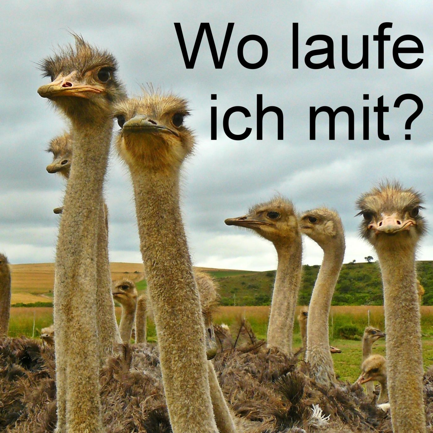 Wo laufe ich mit?