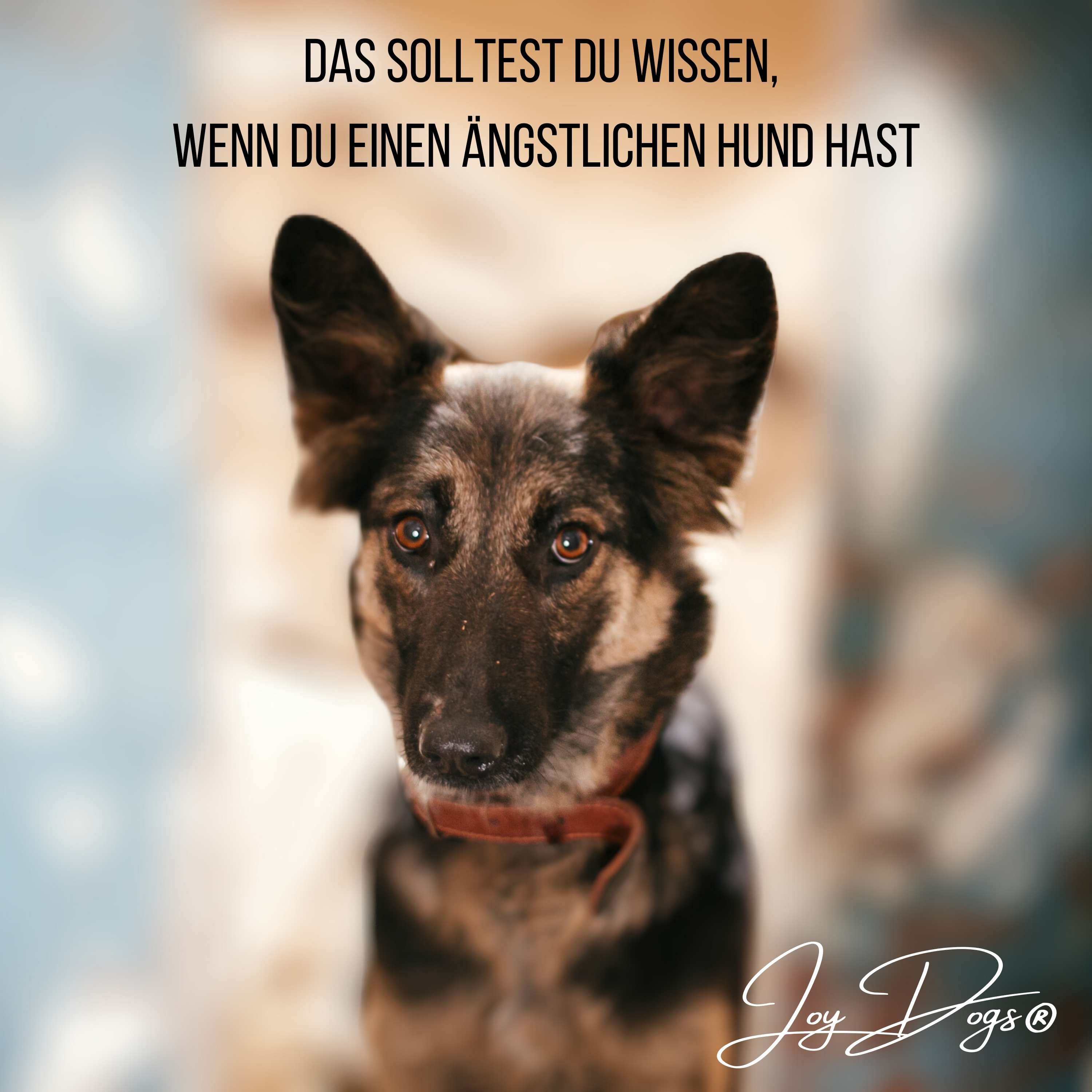 Das solltest du wissen, wenn du einen ängstlichen Hund hast! episode artwork