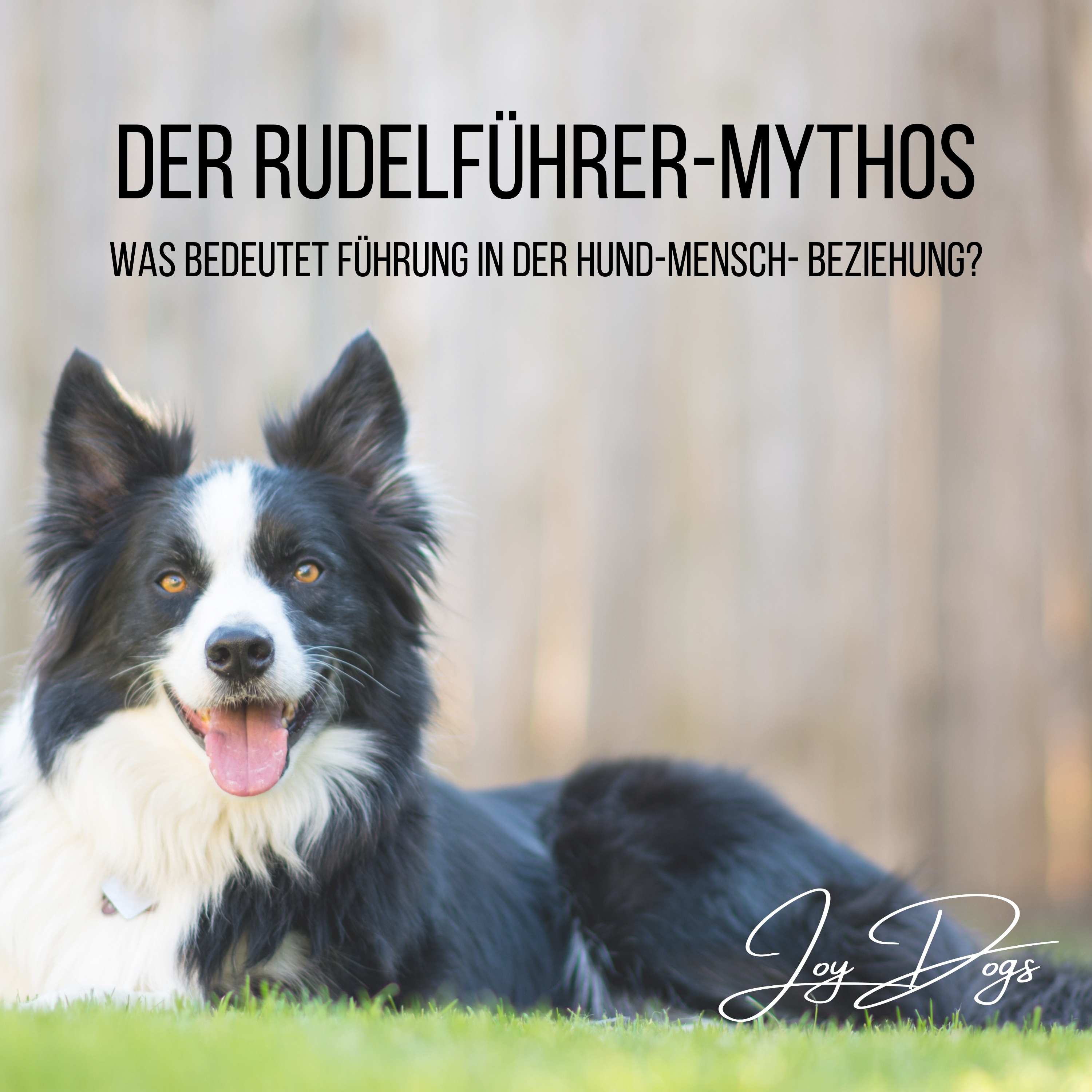 Der Rudelführer-Mythos - Was bedeutet Führung in der Hund-Mensch- Beziehung? episode artwork