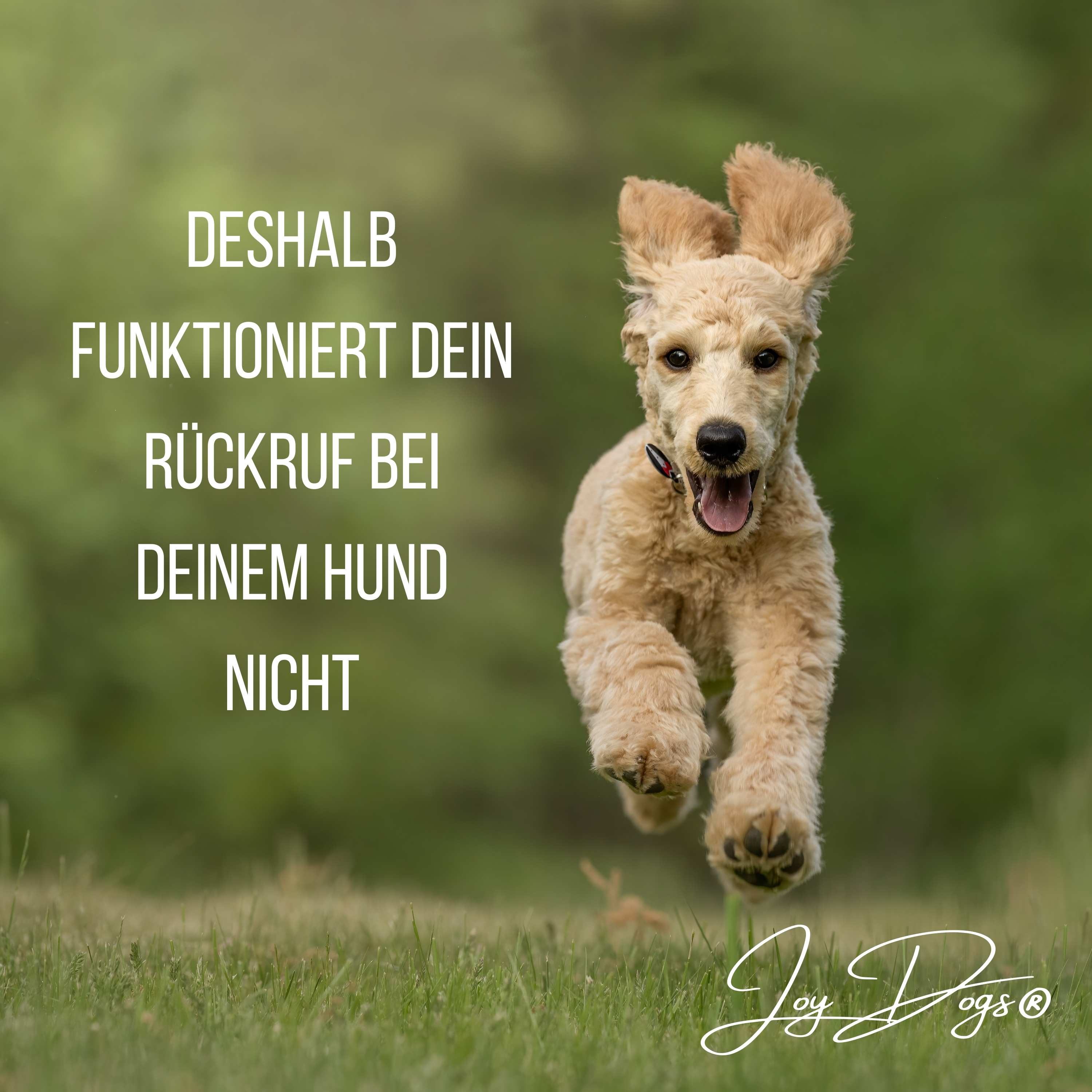 Deshalb funktioniert dein Rückruf bei deinem Hund nicht episode artwork