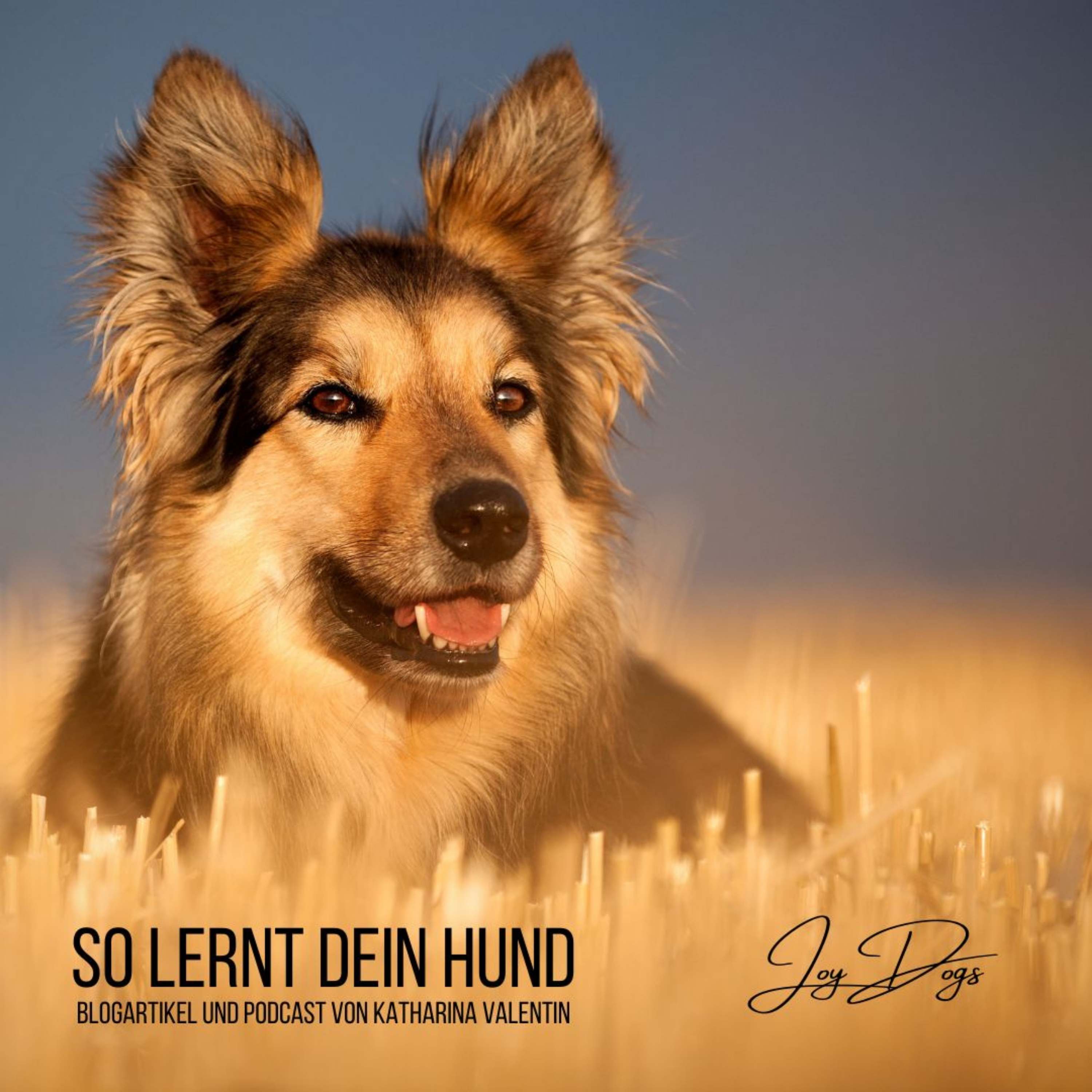 So lernt dein Hund episode artwork