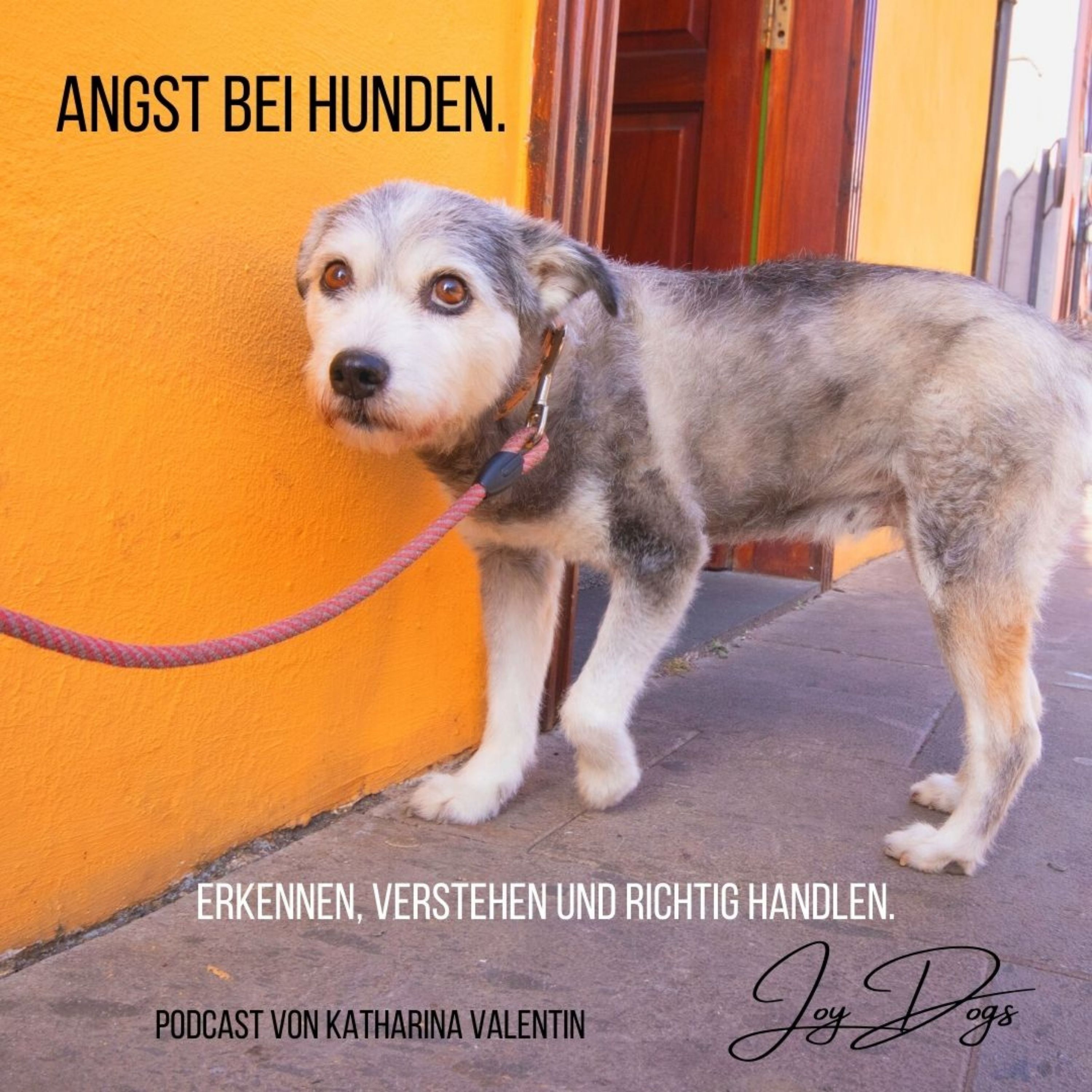 Angst bei Hunden - Erkennen. Verstehen. Handeln. episode artwork