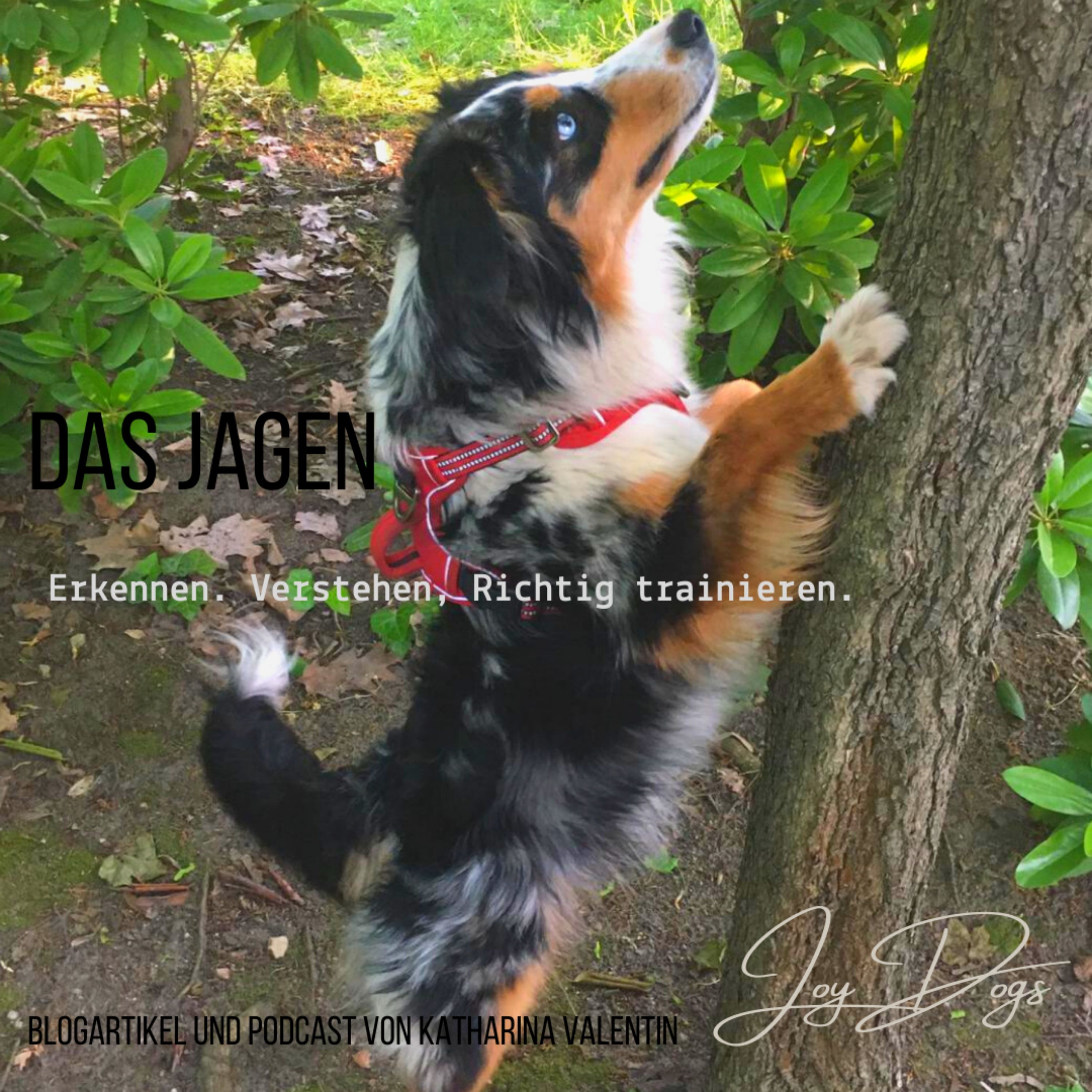 Das Jagen - Erkennen. Verstehen. Richtig trainieren. episode artwork
