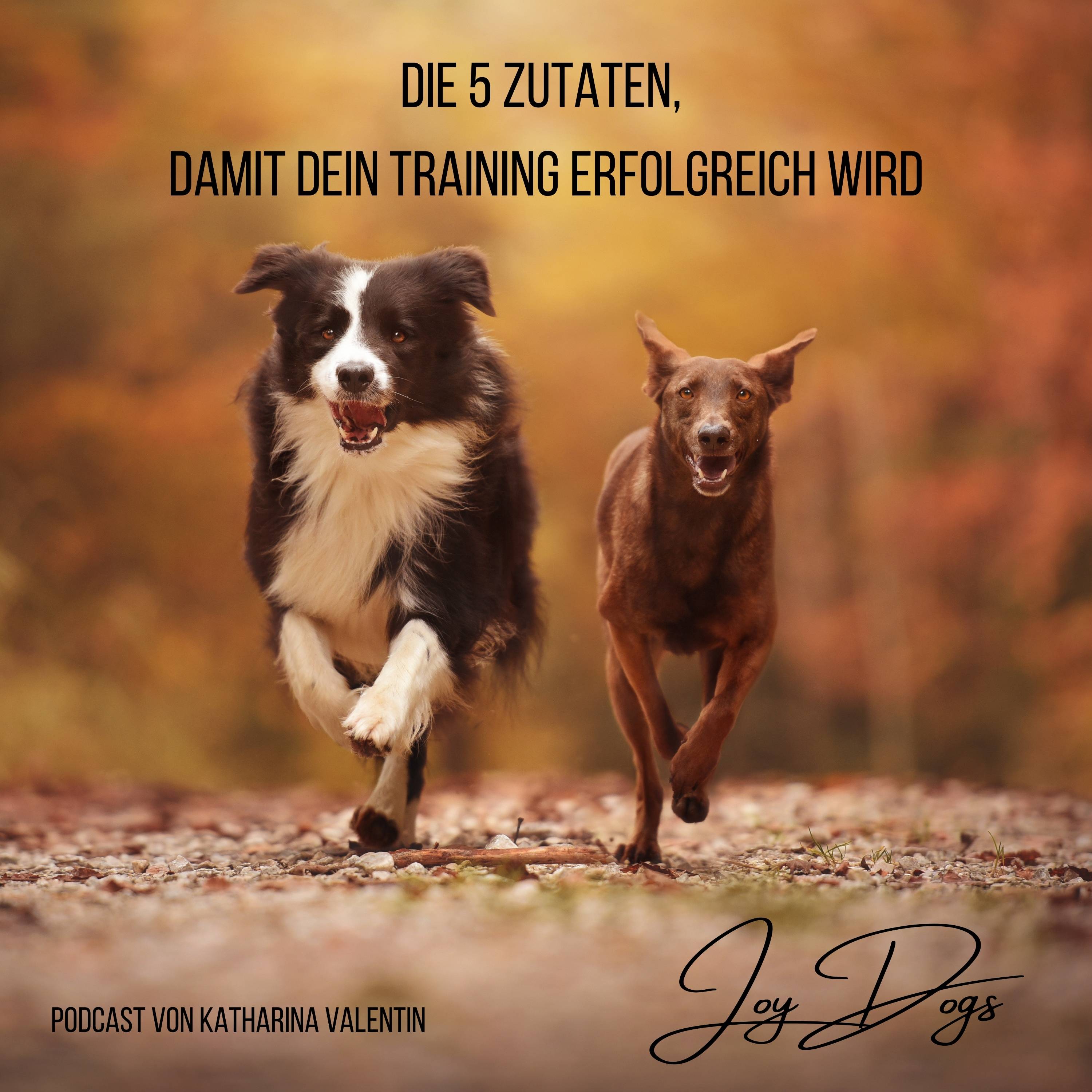 Die 5 Zutaten, damit dein Training erfolgreich wird episode artwork