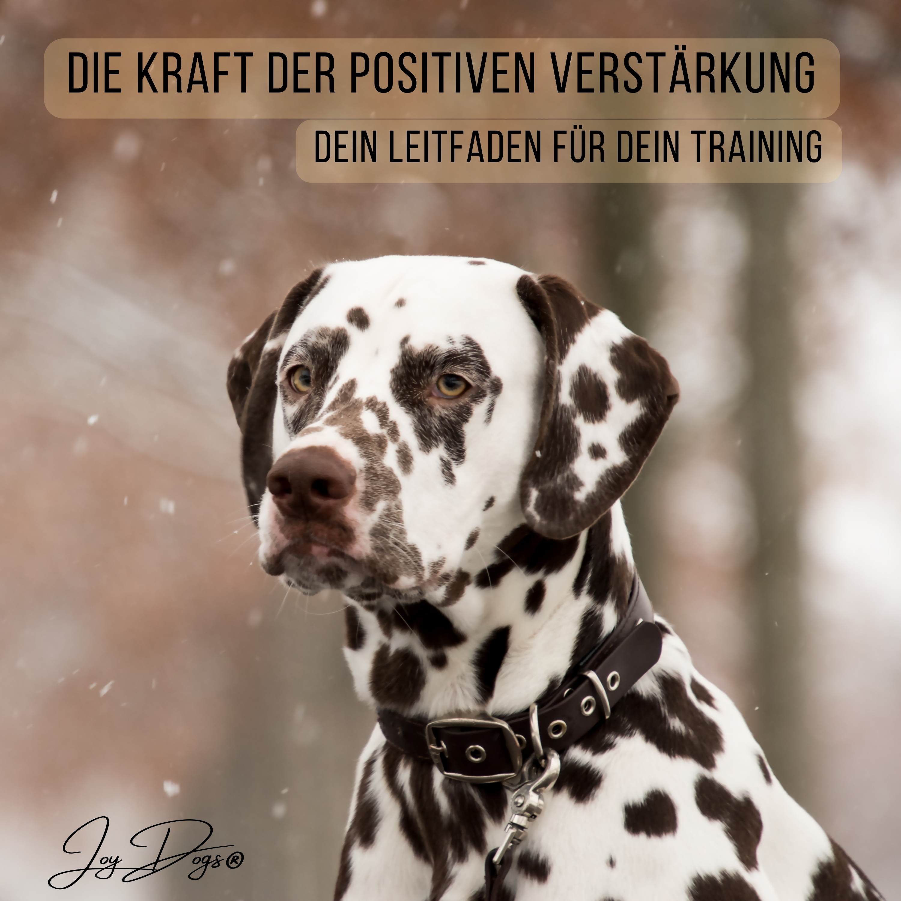 Die Kraft der positiven Verstärkung - Ein Leitfaden für dich episode artwork