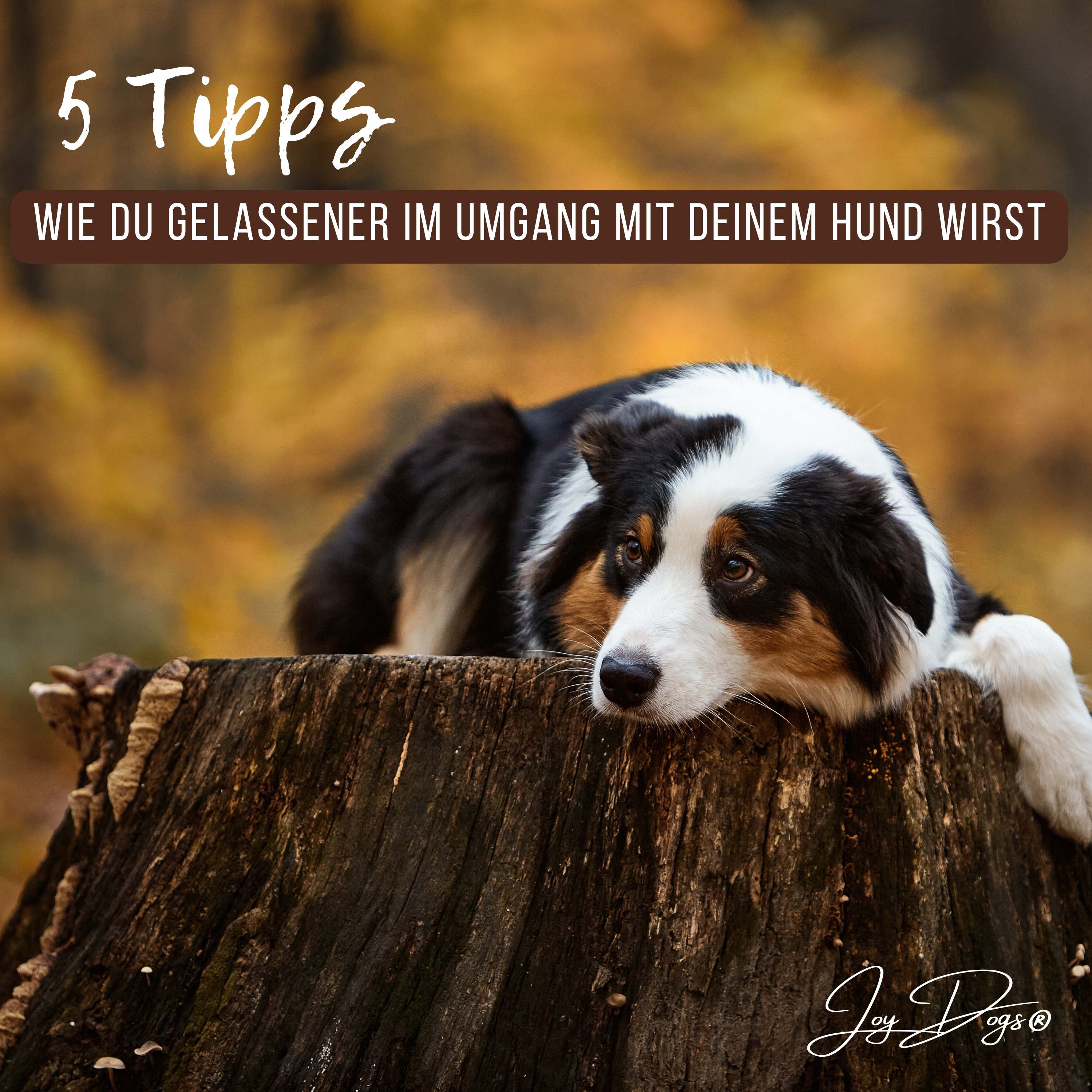 5 Tipps, wie du gelassener im Umgang mit deinem Hund wirst episode artwork