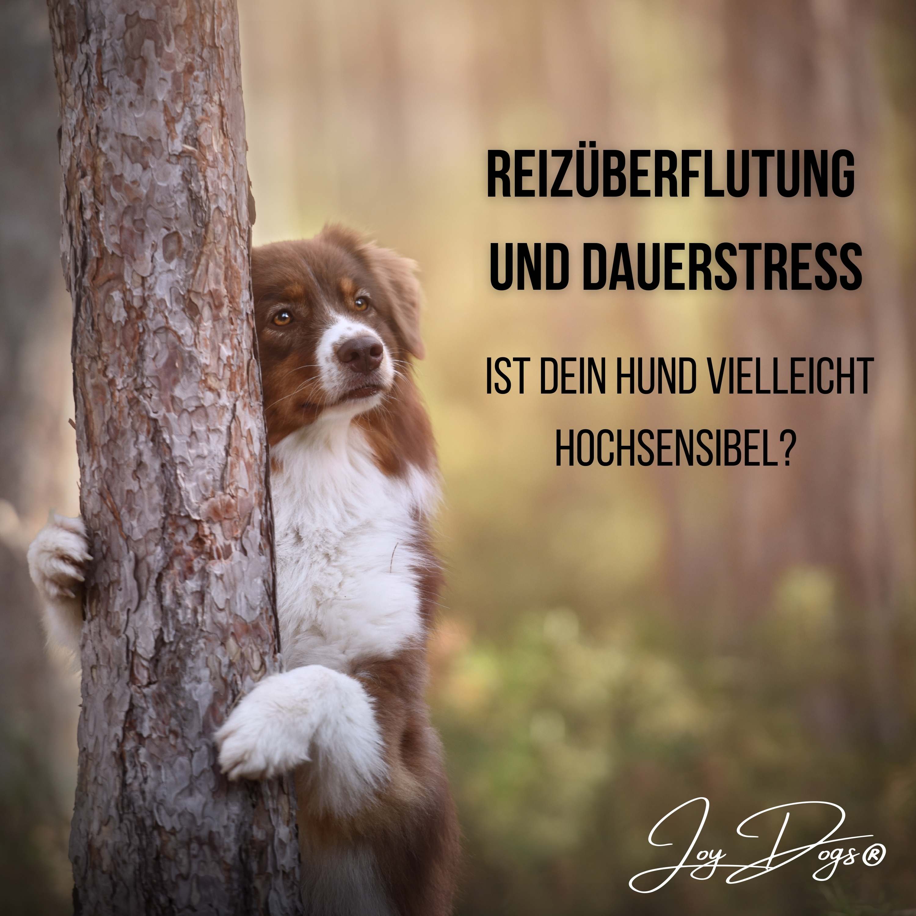 Reizüberflutung und Dauerstress - ist dein Hund vielleicht hochsensibel? episode artwork