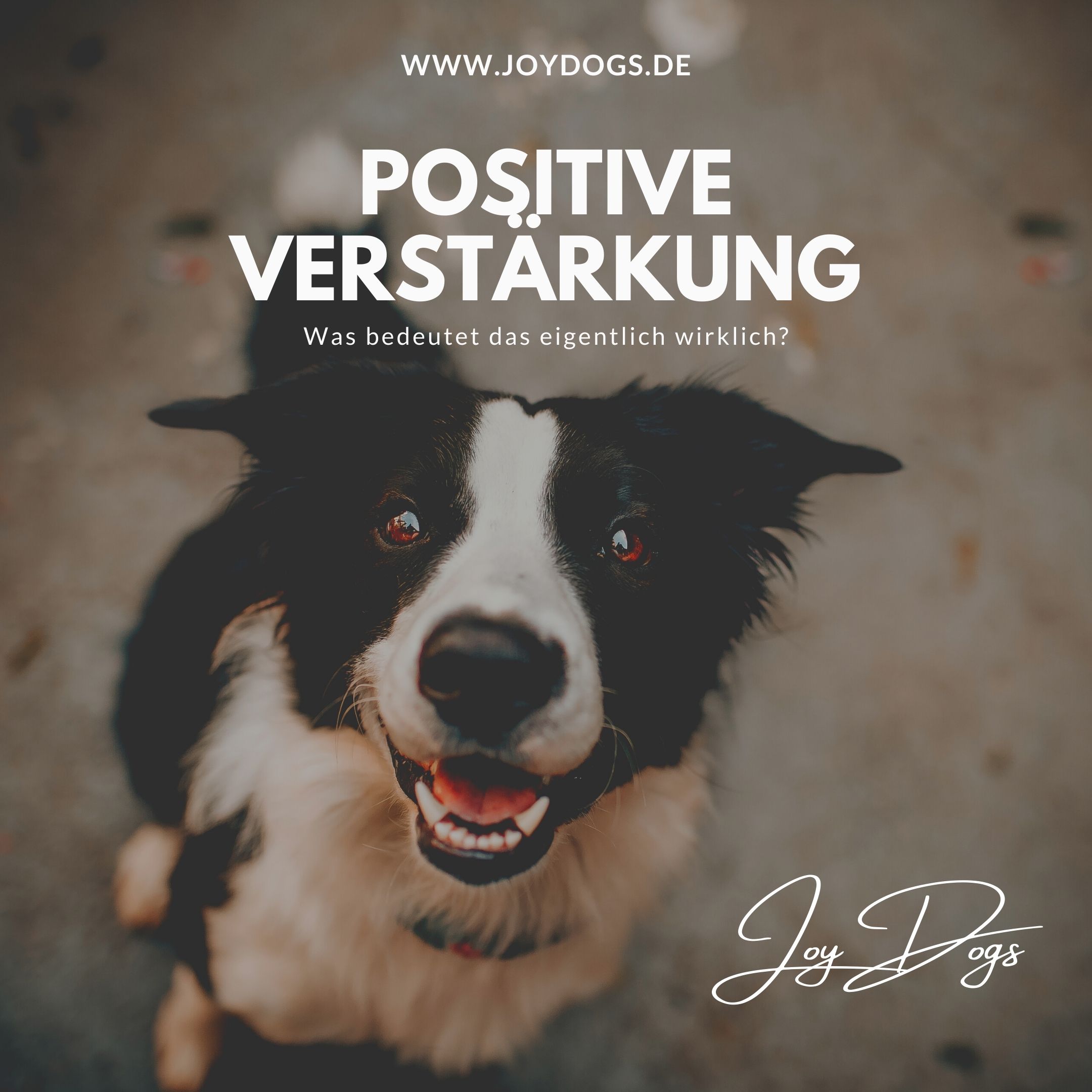 Positive Verstärkung - Was bedeutet das eigentlich wirklich? episode artwork