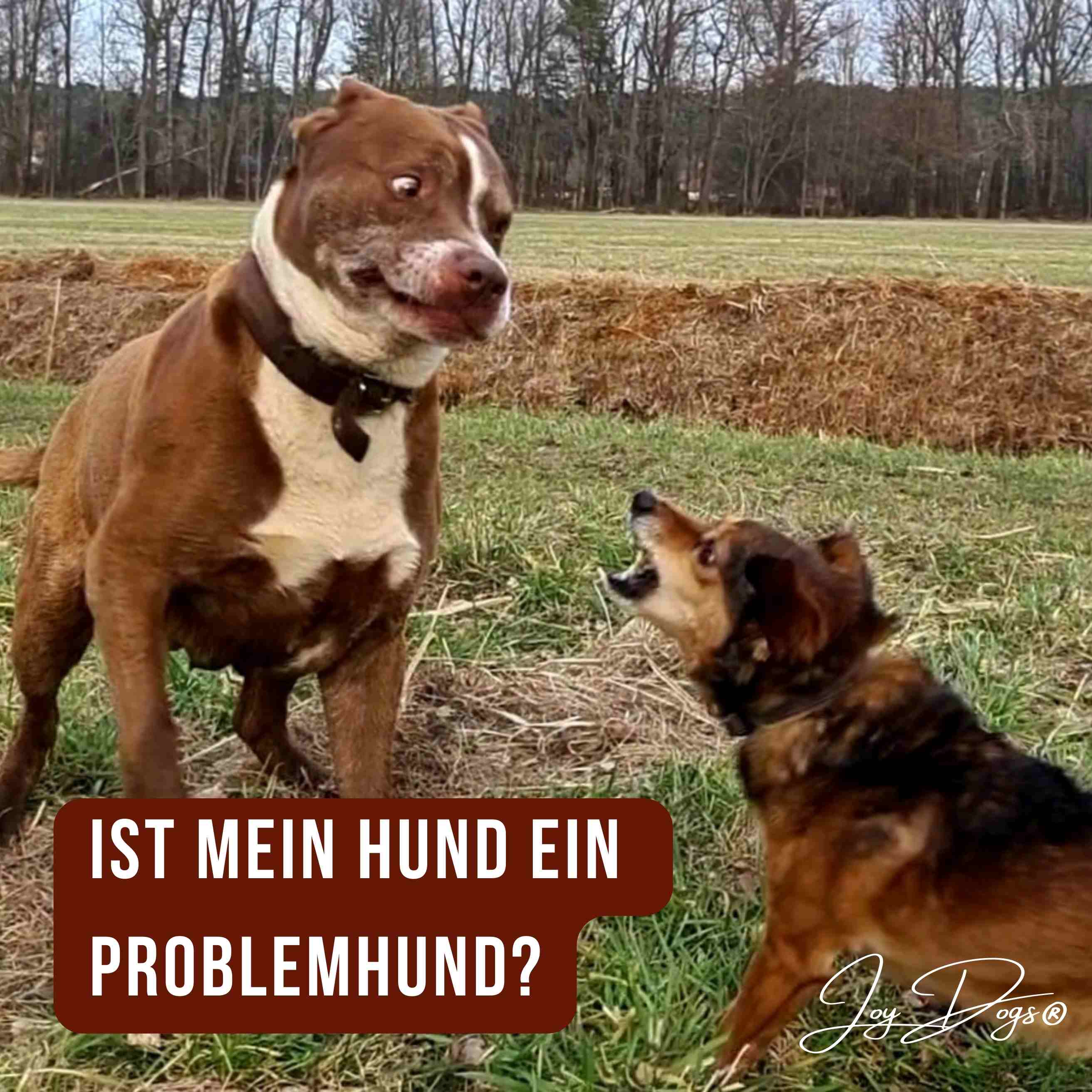 Ist mein Hund ein Problemhund? Zeit für einen Perspektivwechsel! episode artwork