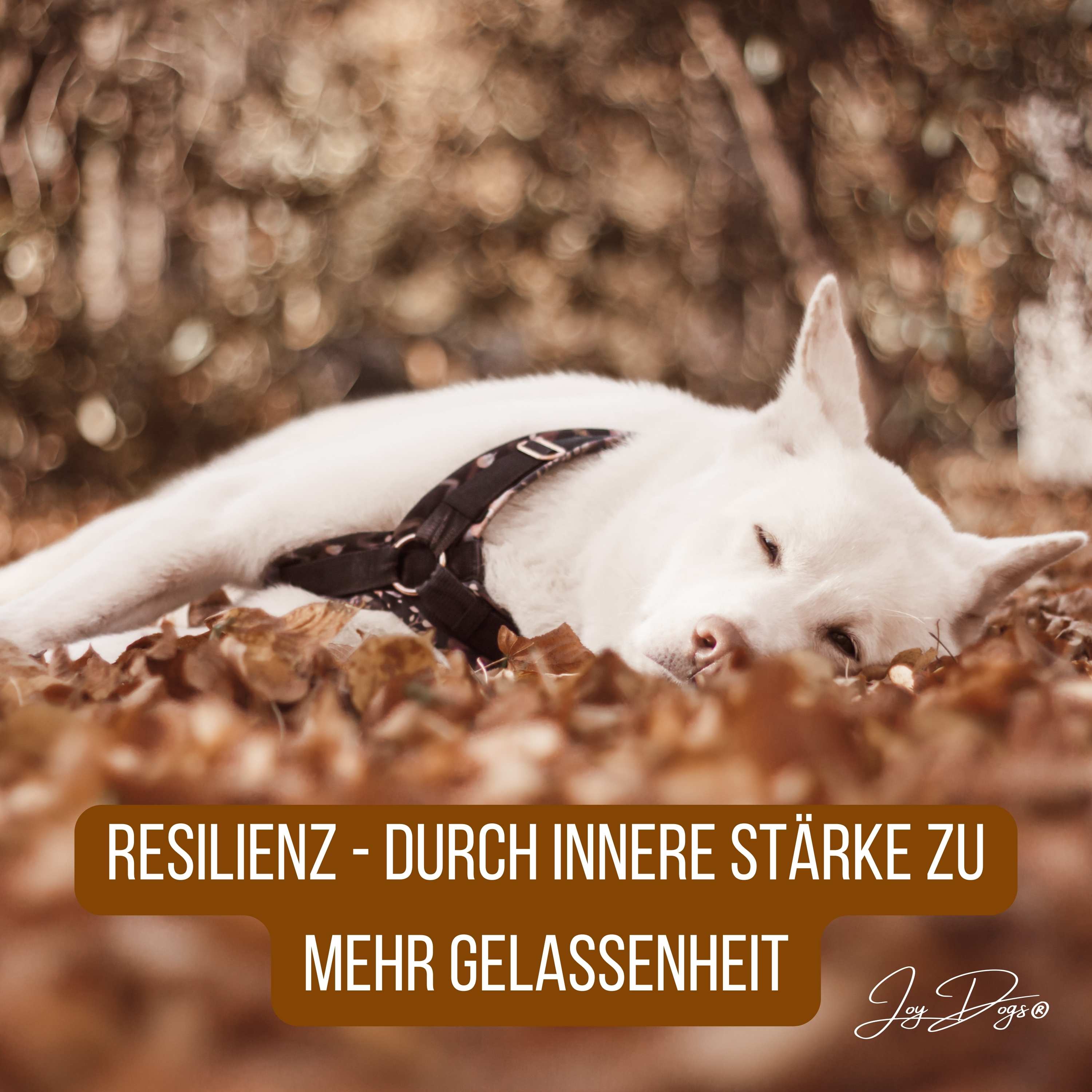 Resilienz - Durch innere Stärke zu mehr Gelassenheit episode artwork