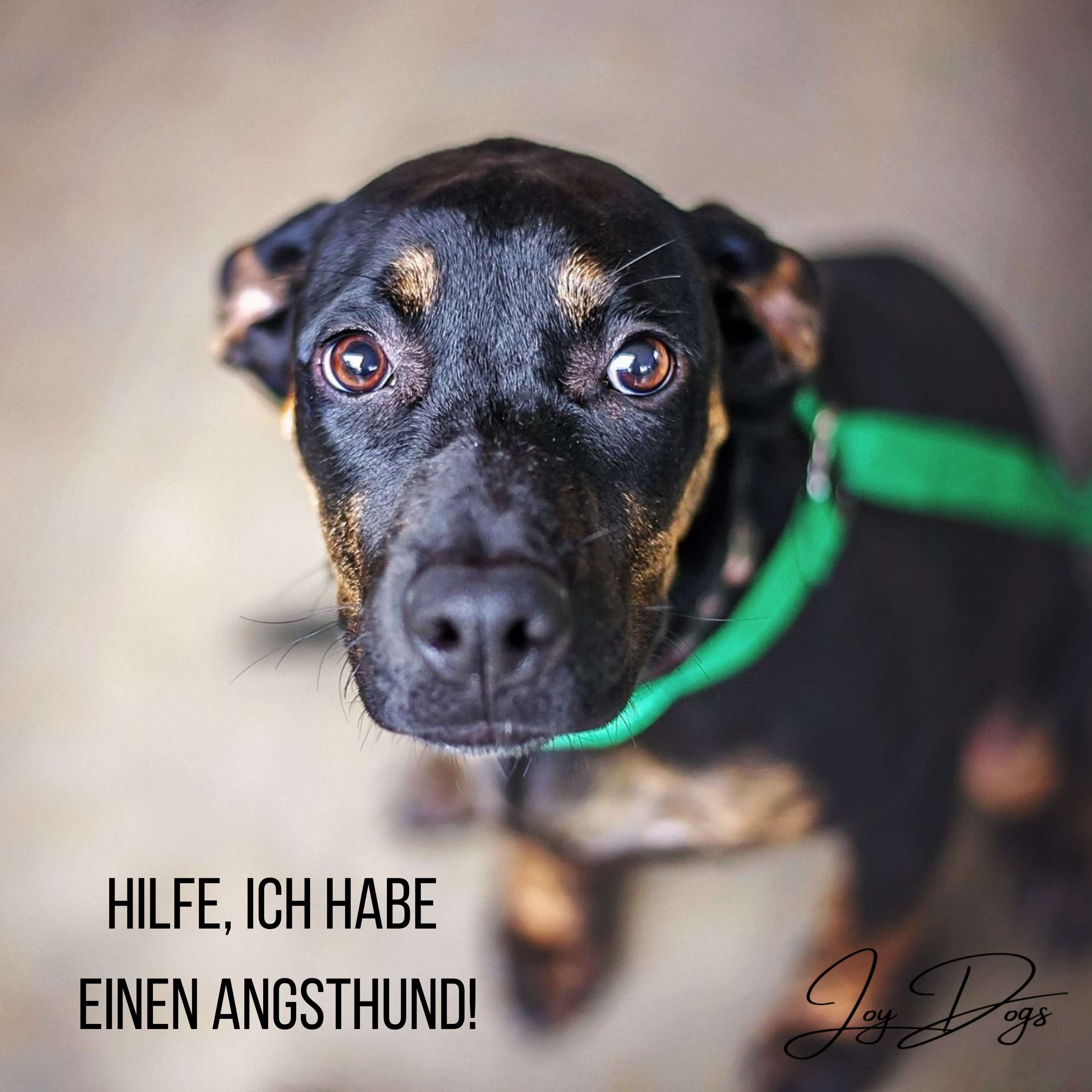 Hilfe! Ich habe einen Angsthund episode artwork