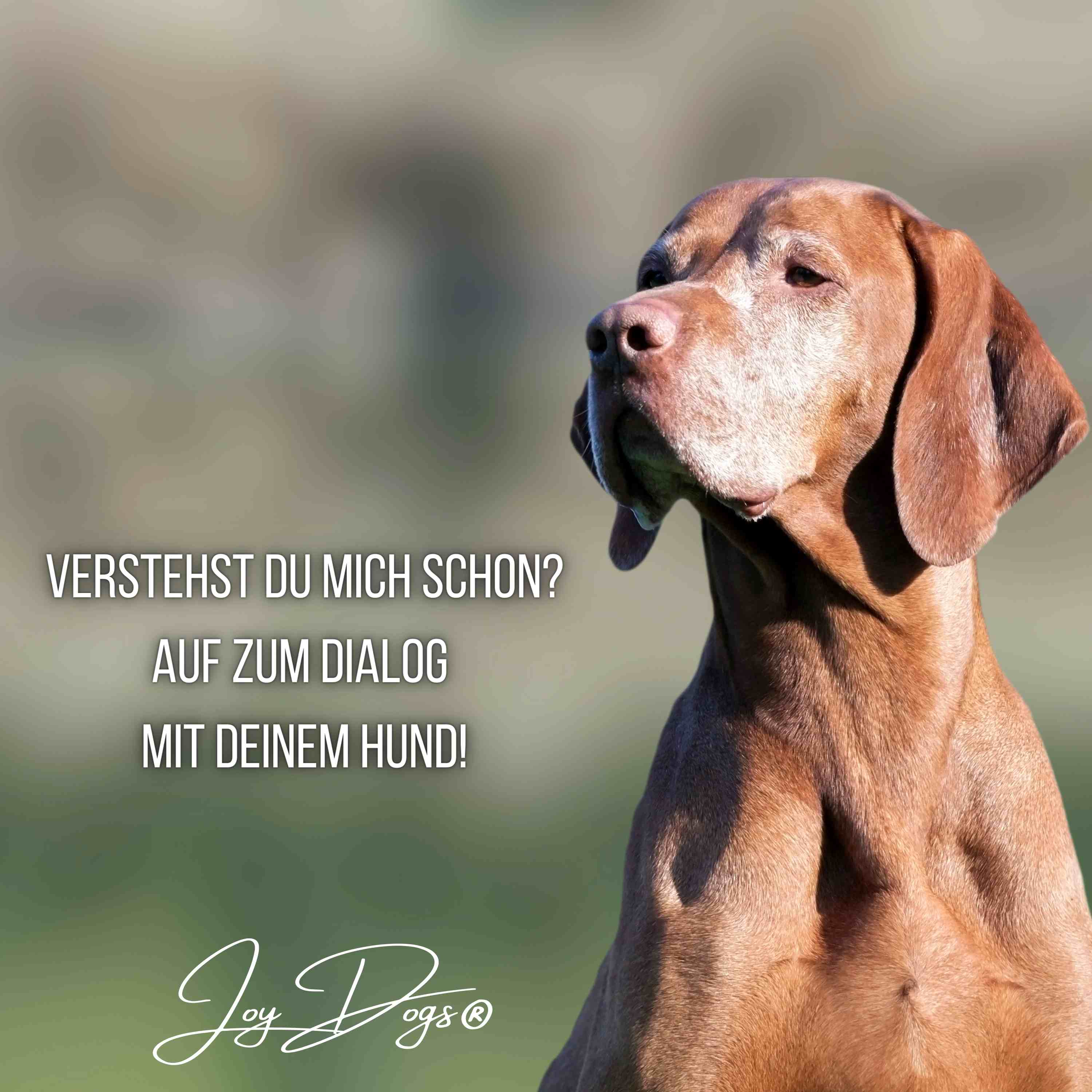 Erkenne den Wert des Dialoges mit deinem Hund - Für ein entspanntes Miteinander episode artwork