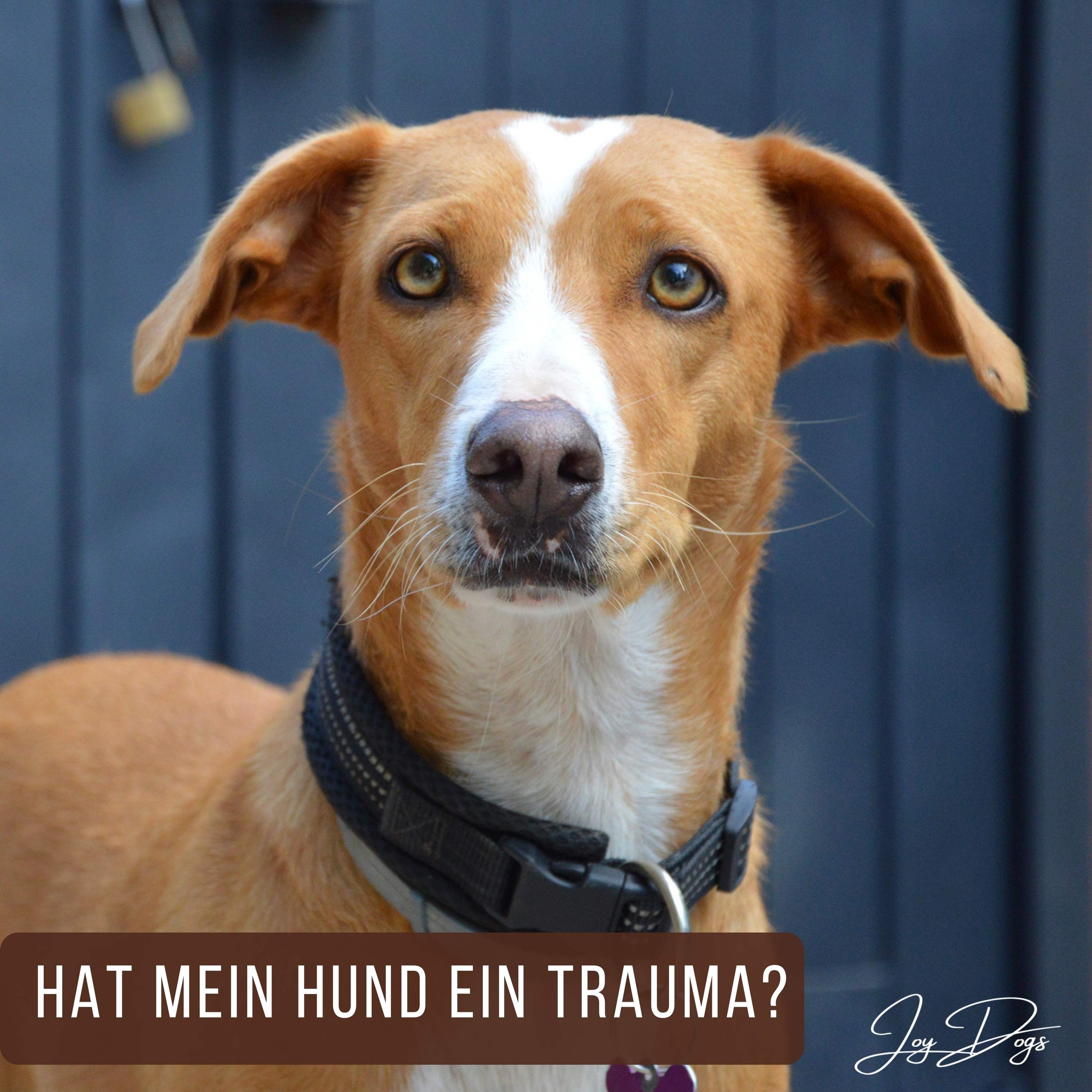 Hat mein Hund ein Trauma? episode artwork