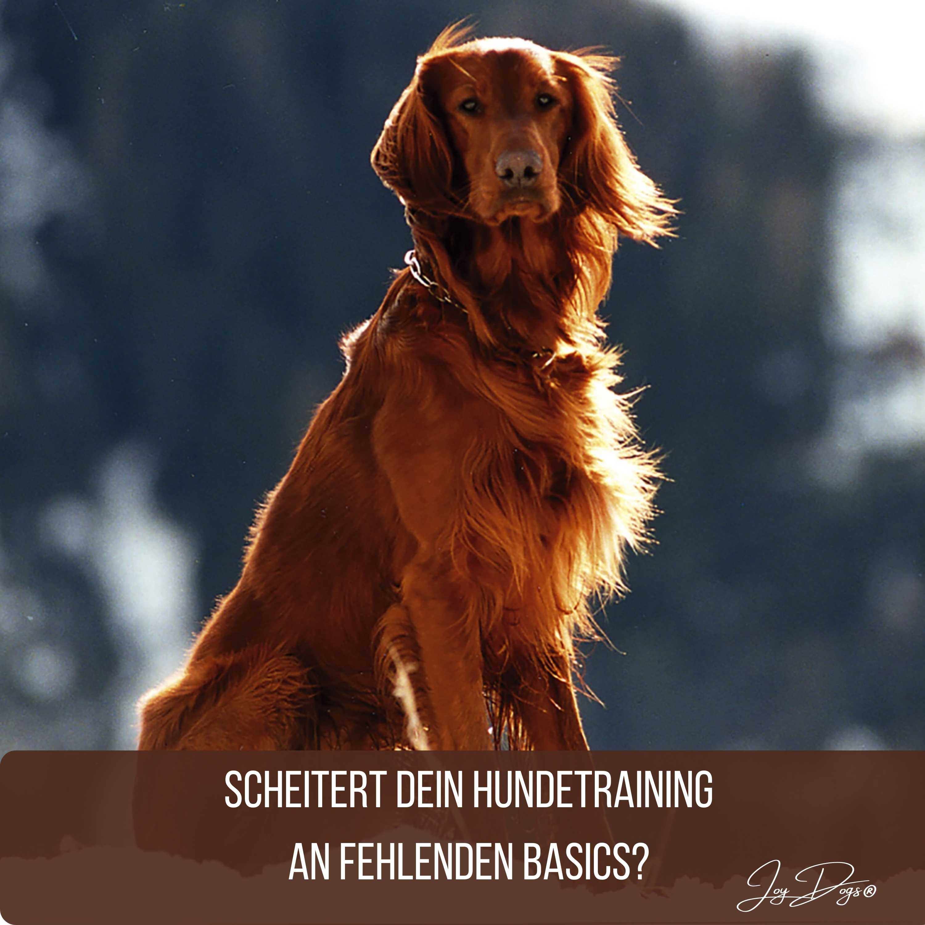 Scheitert dein Hundetraining an fehlenden Basics? episode artwork