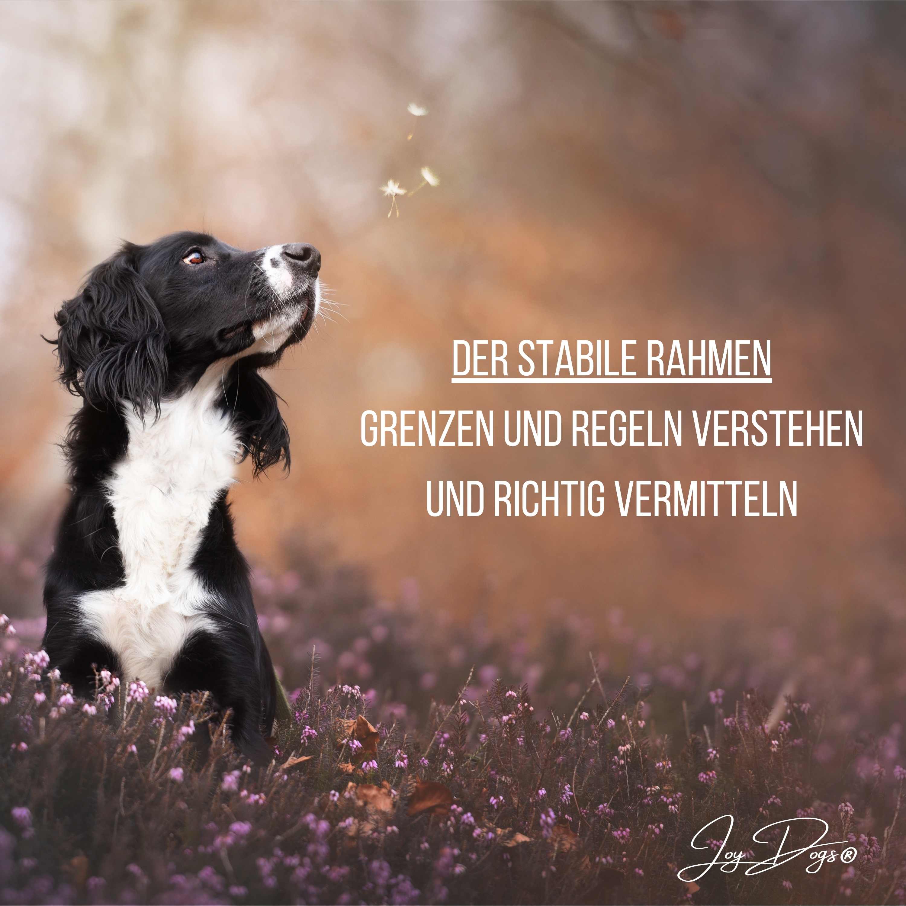 Der stabile Rahmen - Grenzen und Regeln verstehen und richtig vermitteln episode artwork