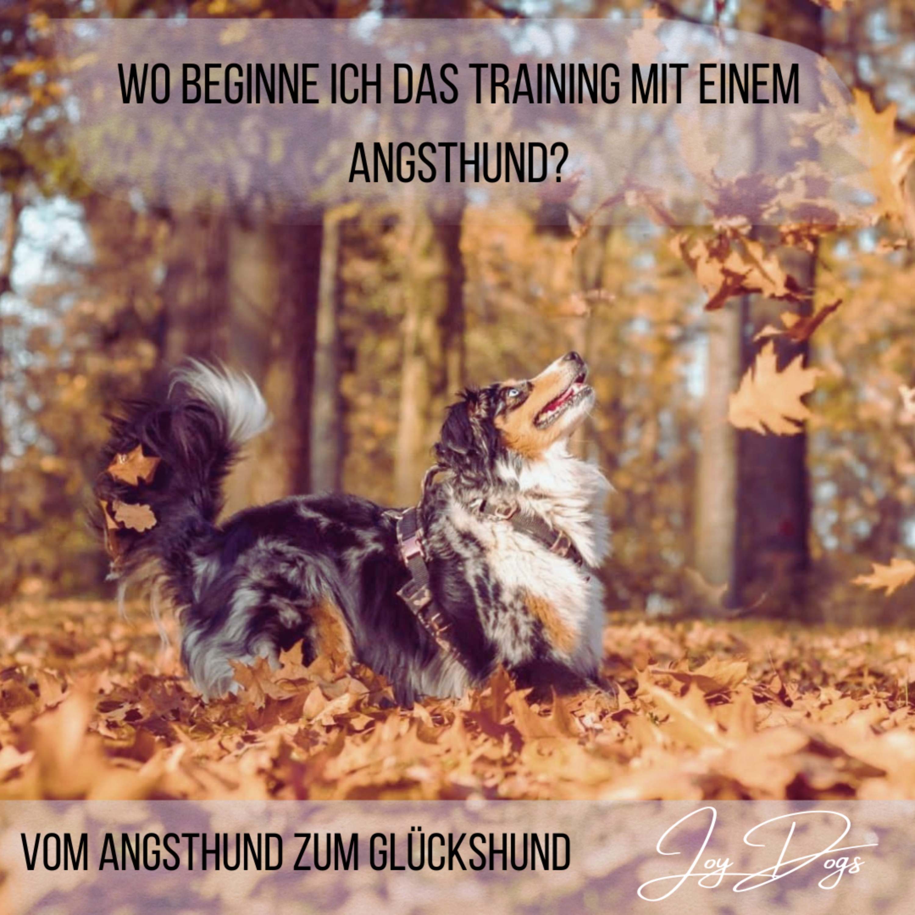 Das große Ganze - Wo du das Training mit einem Angsthund starten solltest episode artwork