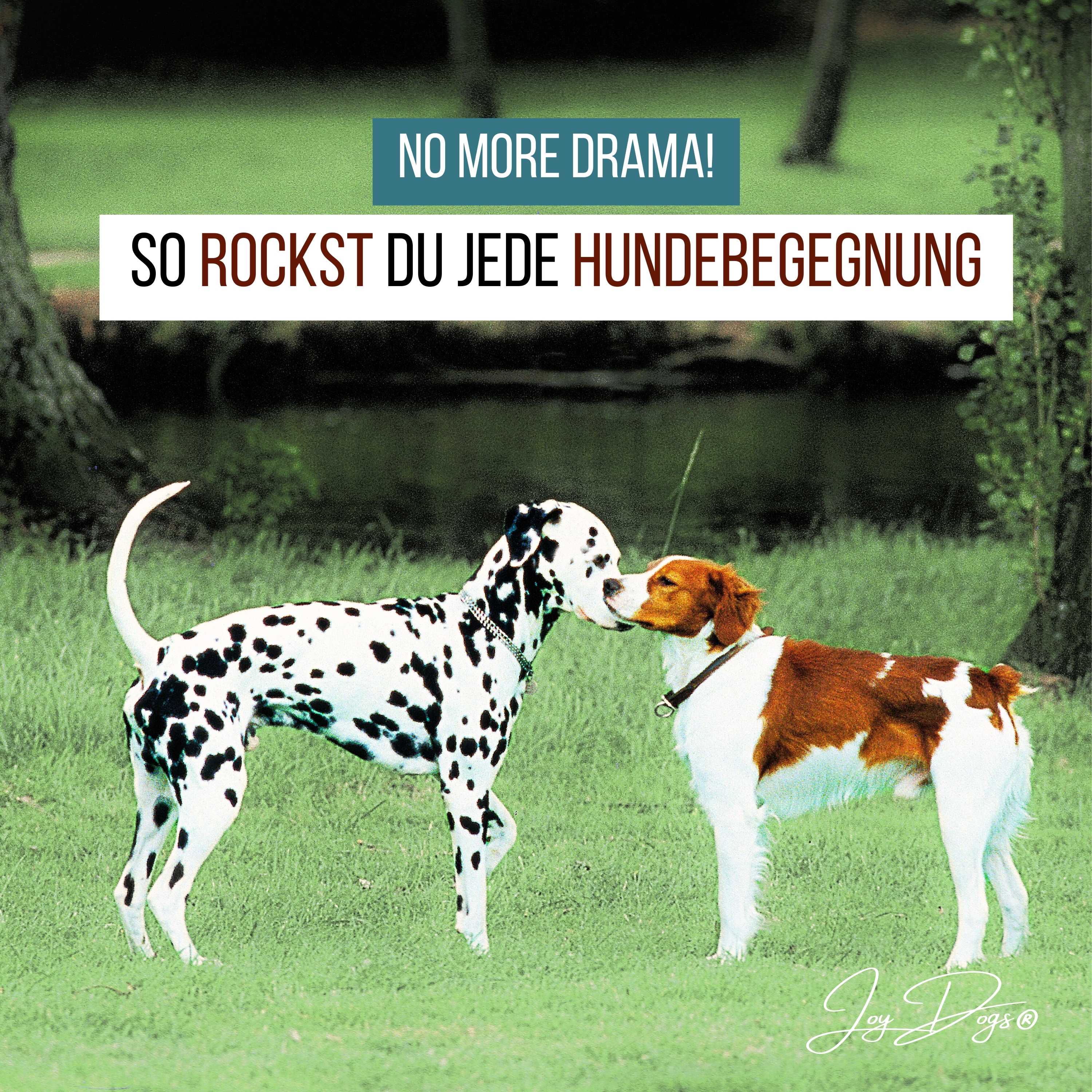 So rockst du jede Hundebegegnung - ganz ohne Drama! episode artwork