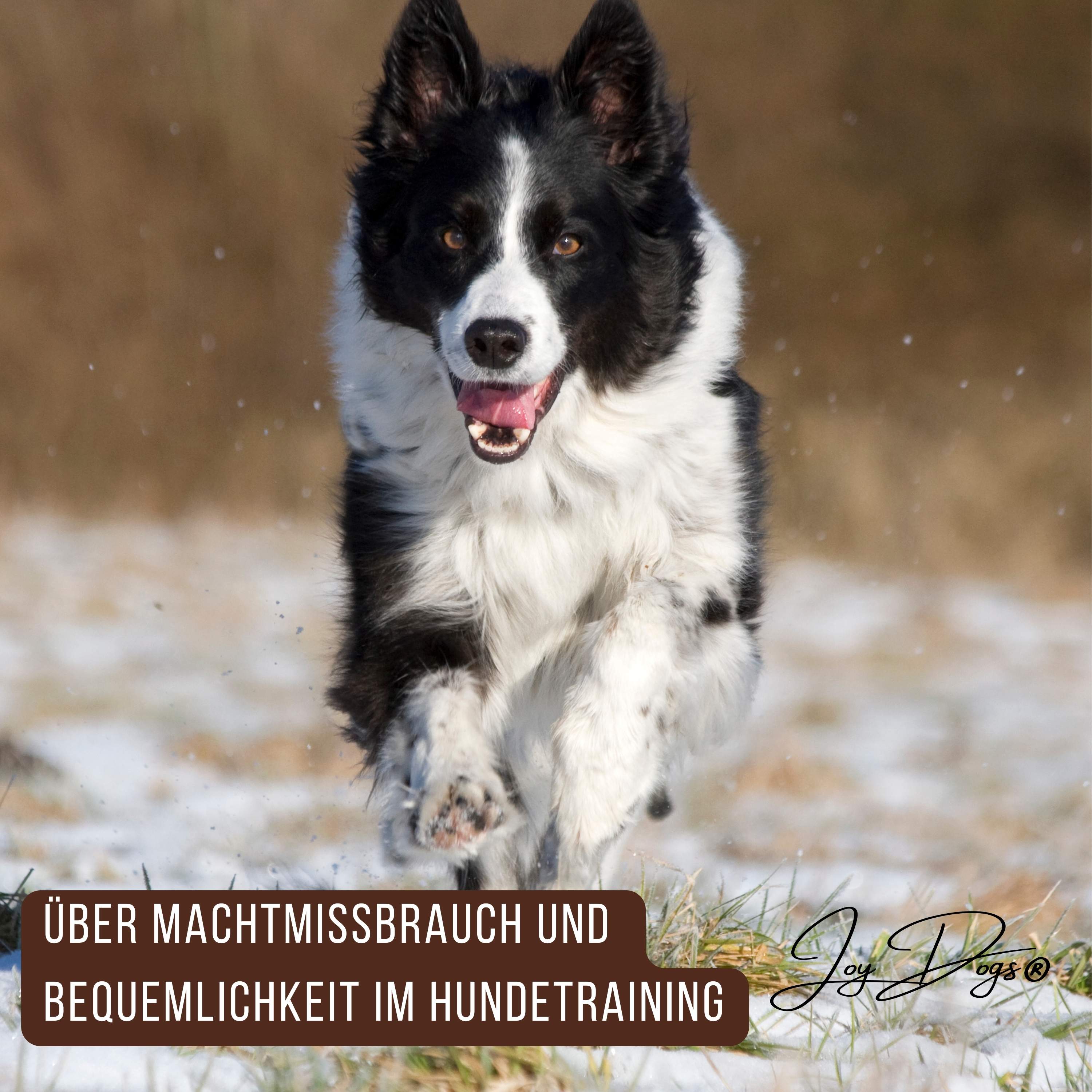 Über Machtmissbrauch und Bequemlichkeit im Hundetraining episode artwork