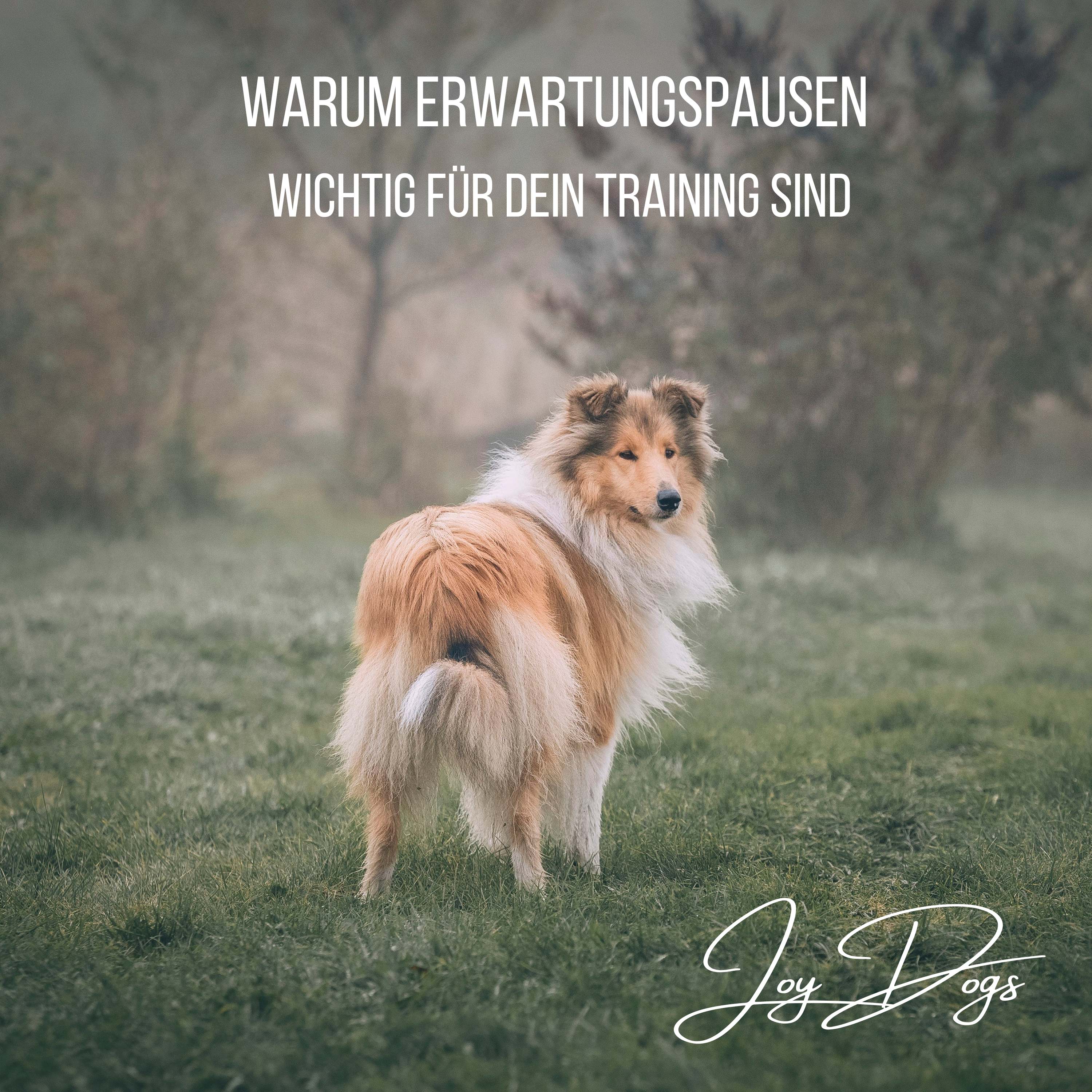Warum Erwartungspausen wichtig für dein Training sind episode artwork