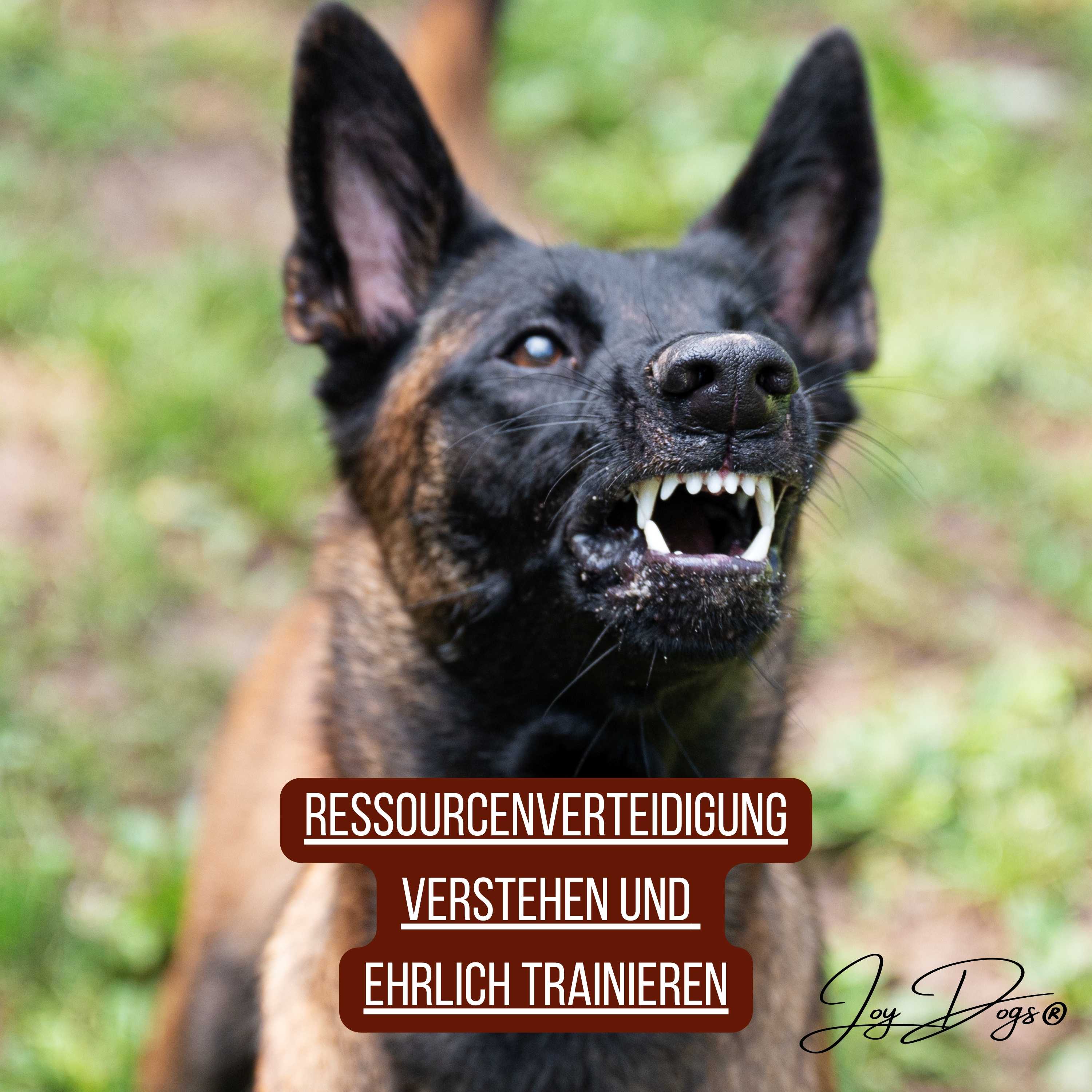Ressourcenverteidigung verstehen und ehrlich trainieren episode artwork