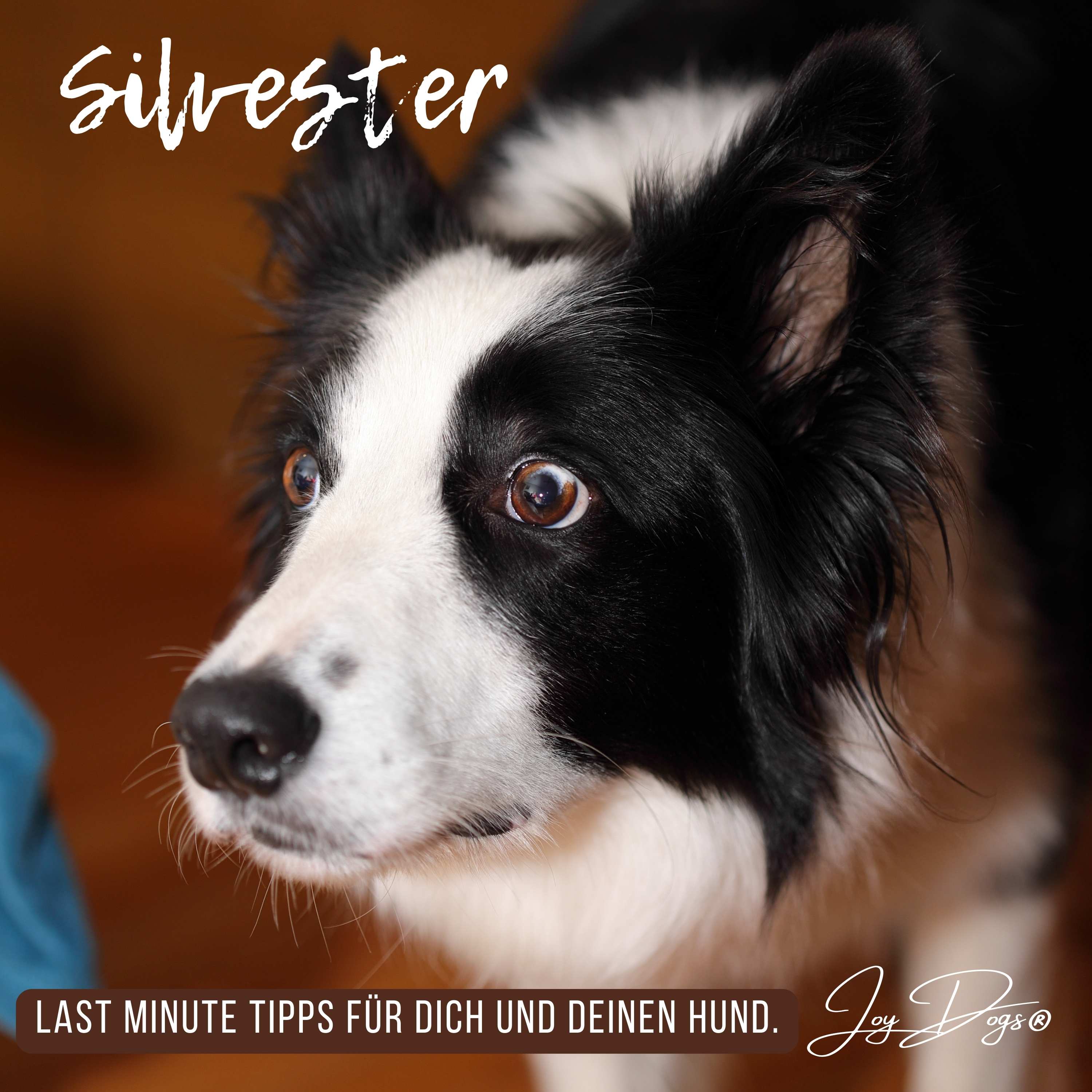 Silvester ist für deinen Hund der Horror? Hier kommen die besten Tipps zur Vorbereitung! episode artwork