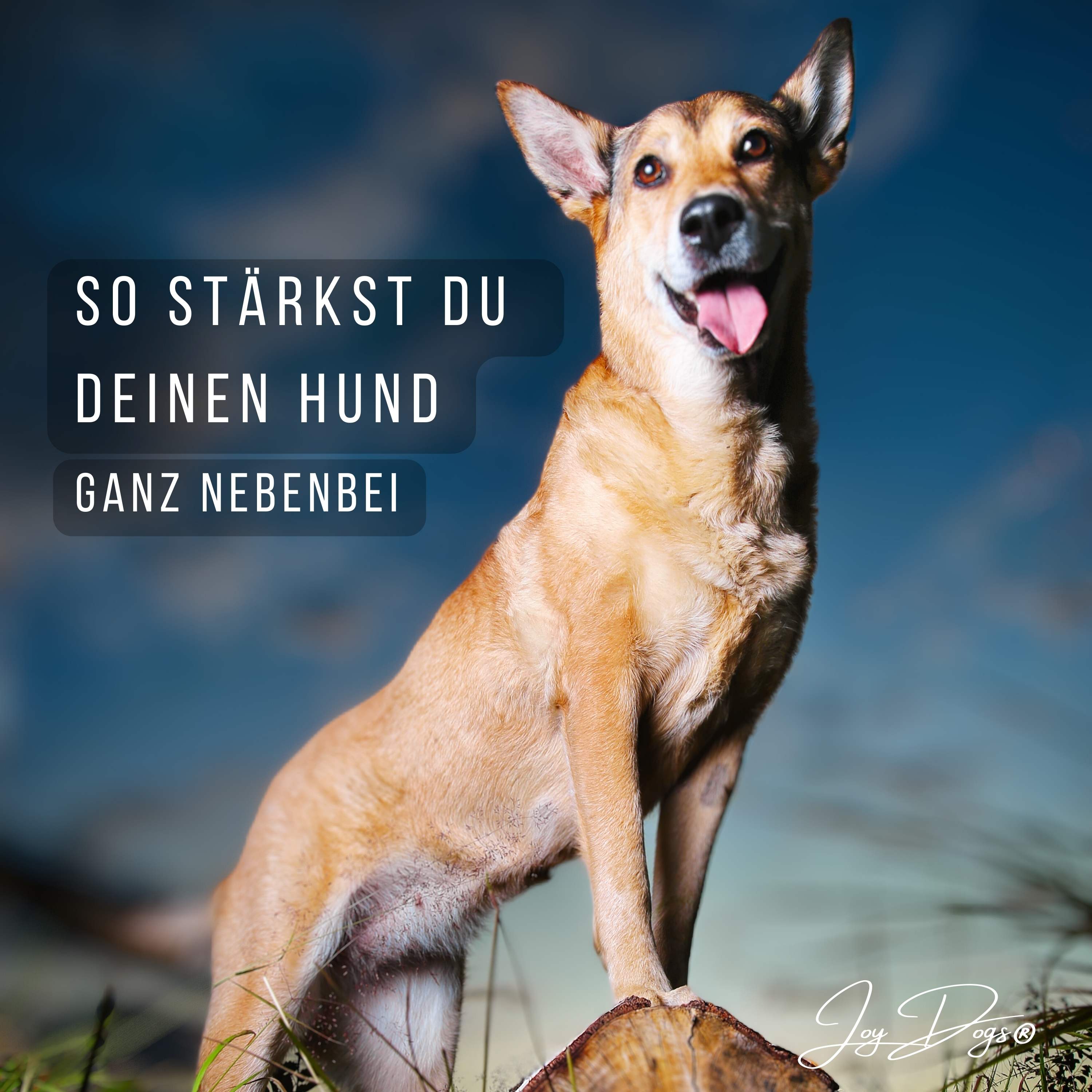 So stärkst du deinen Hund ganz nebenbei episode artwork