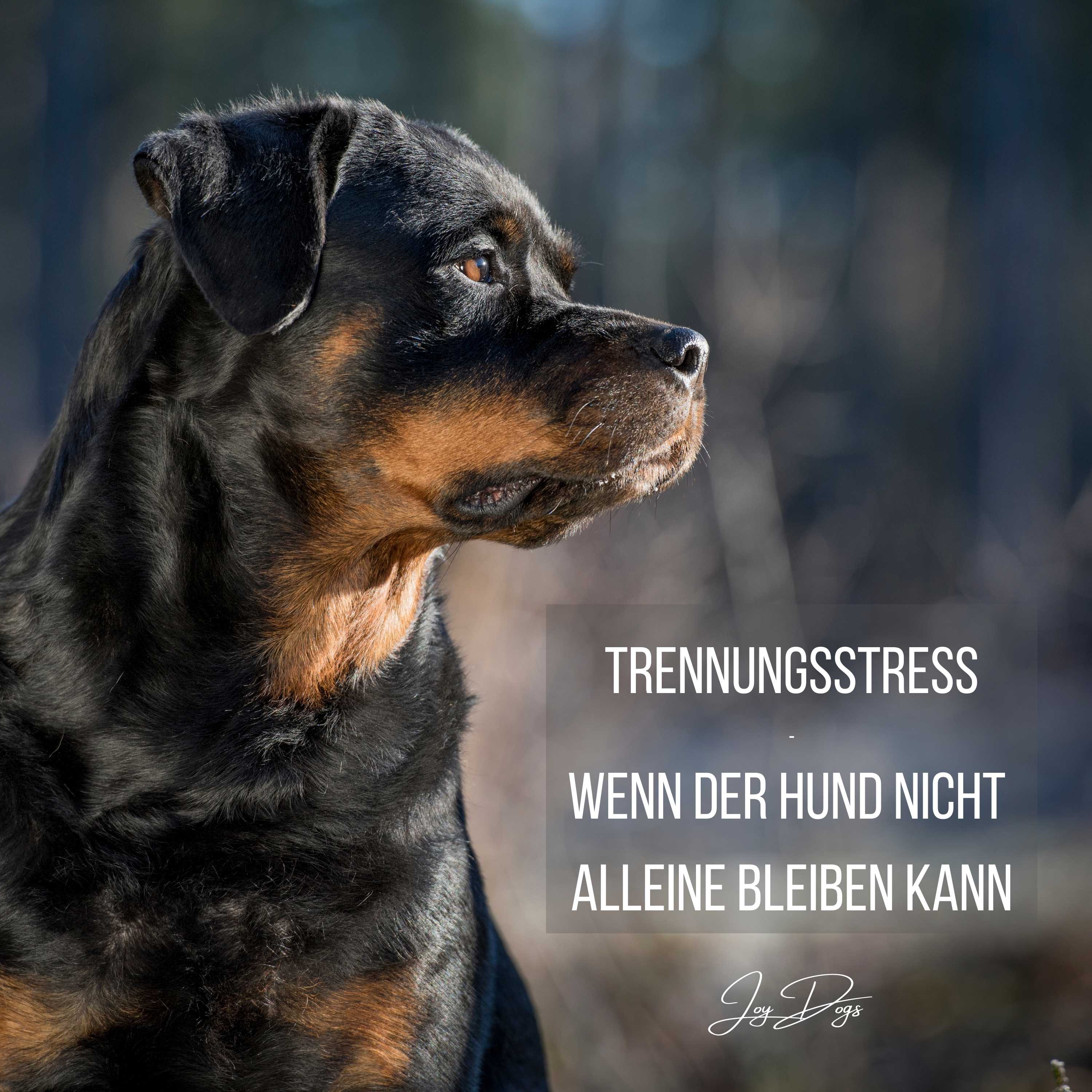 Trennungsstress - Wenn der Hund nicht alleine bleiben kann episode artwork