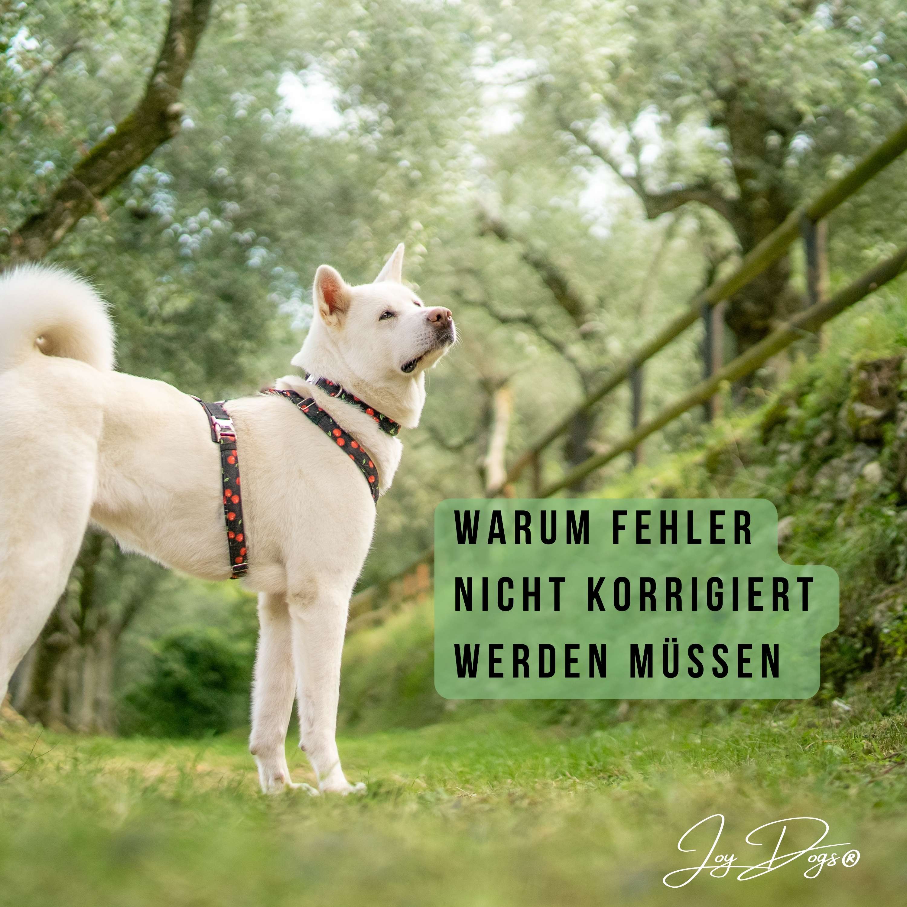 Warum Fehler nicht korrigiert werden müssen episode artwork