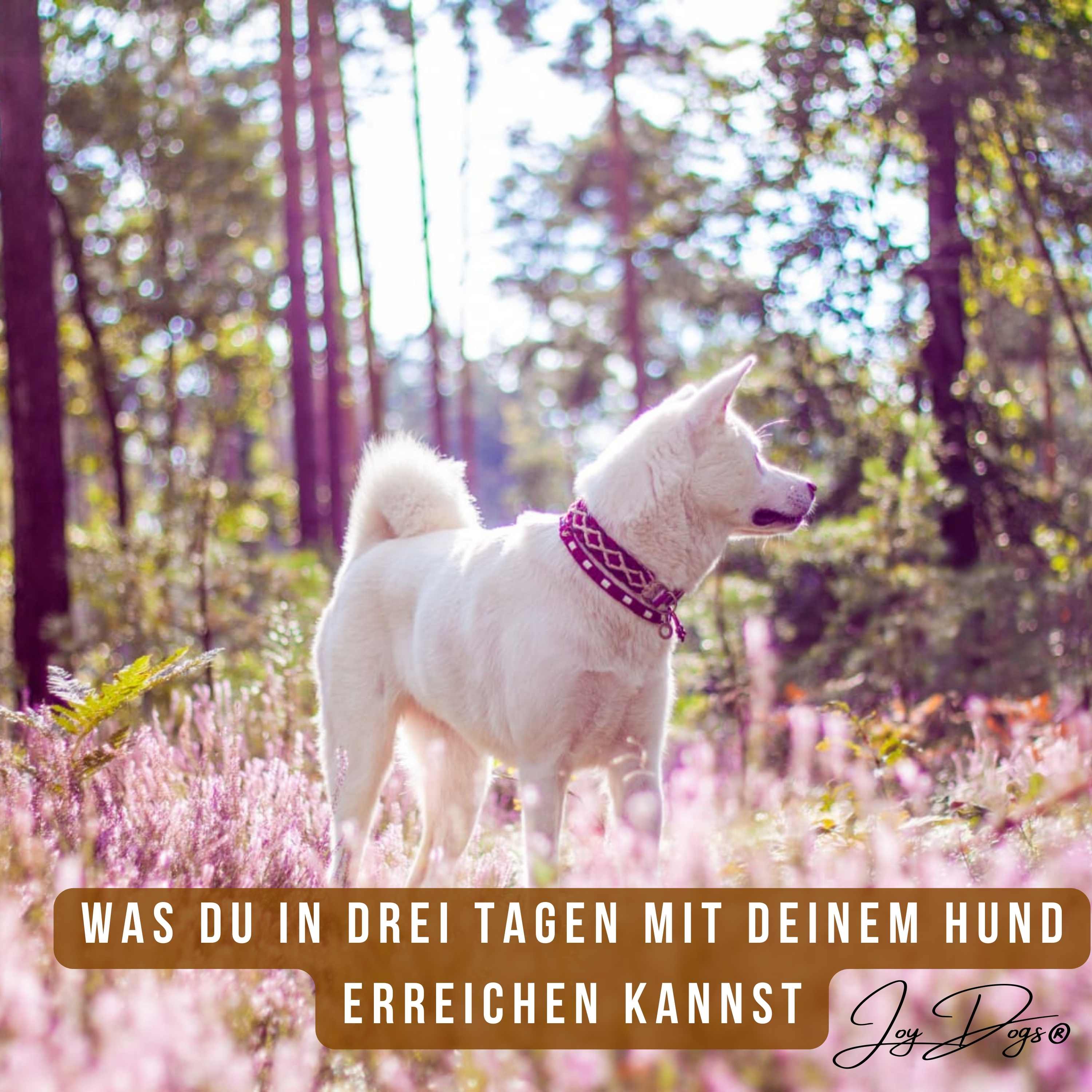 Was du in drei Tagen mit deinem Hund erreichen kannst episode artwork
