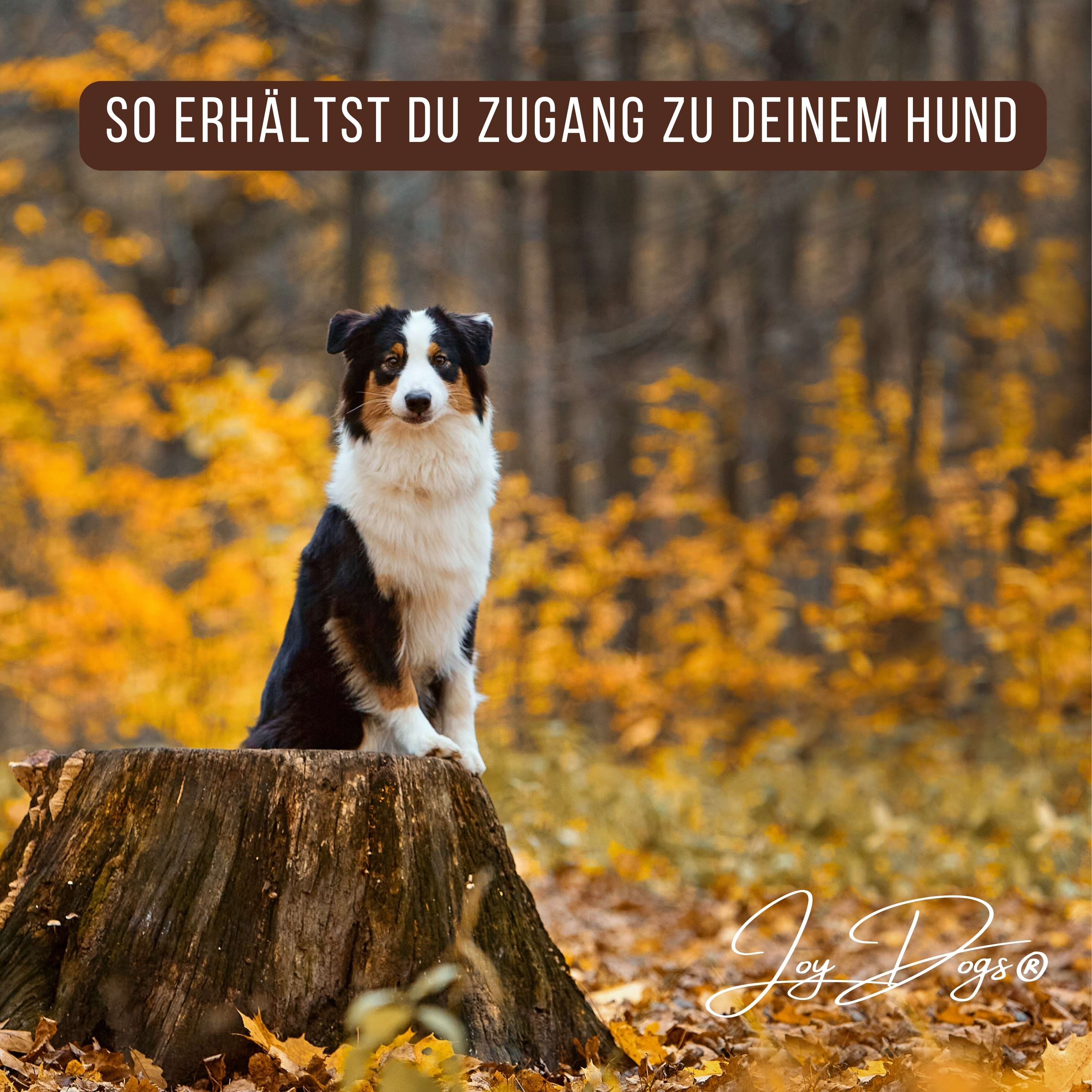 So erhältst du Zugang zu deinem Hund episode artwork
