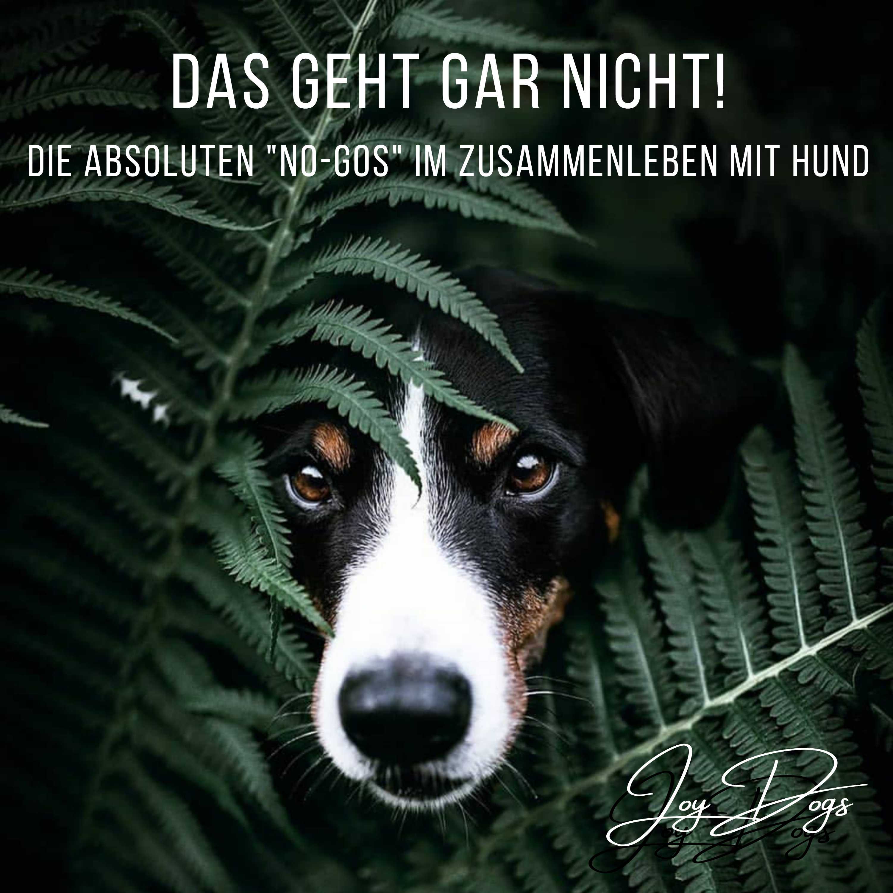 No Gos! - Das geht gar nicht! episode artwork