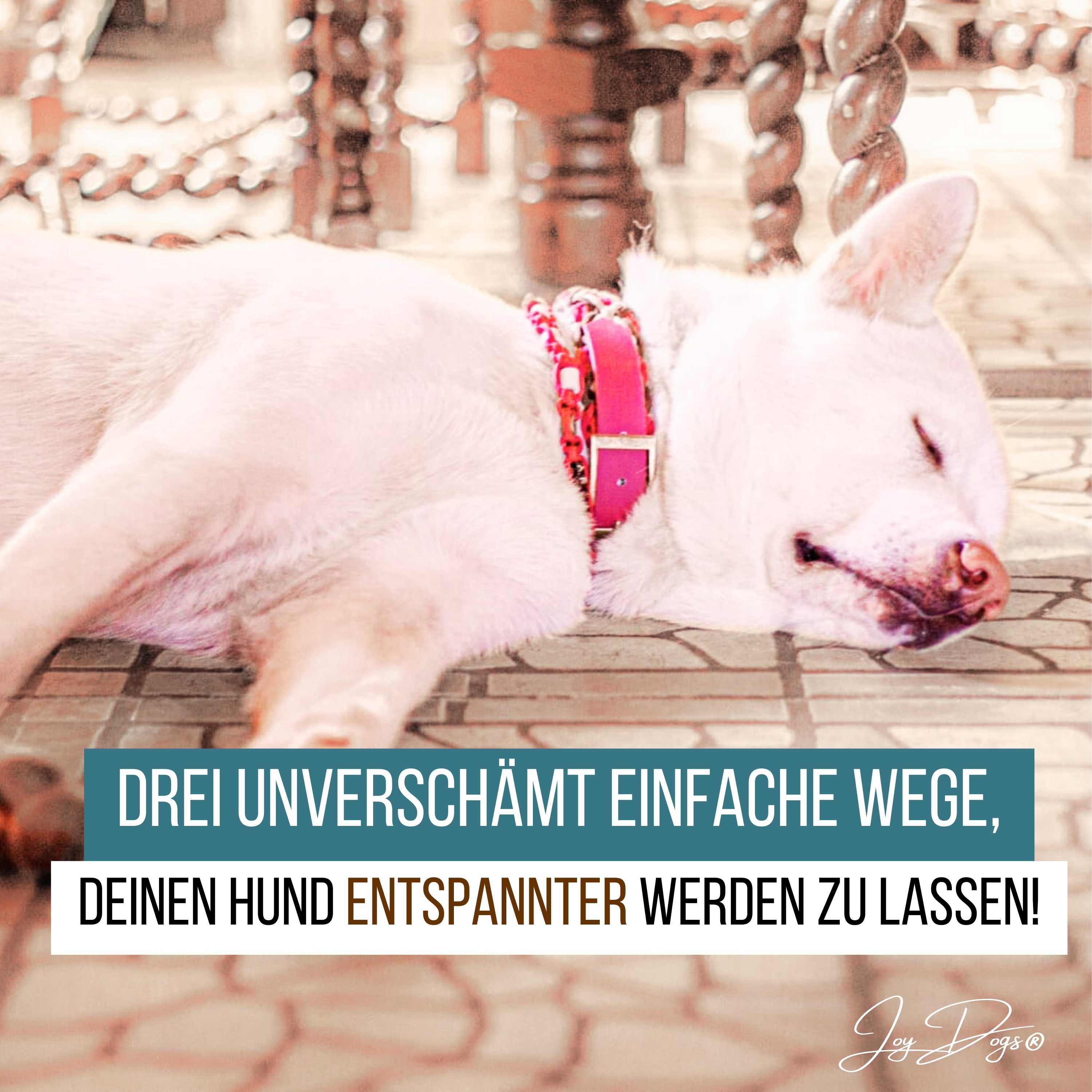 Drei unverschämte einfache Wege, deinen Hund entspannter werden zu lassen episode artwork