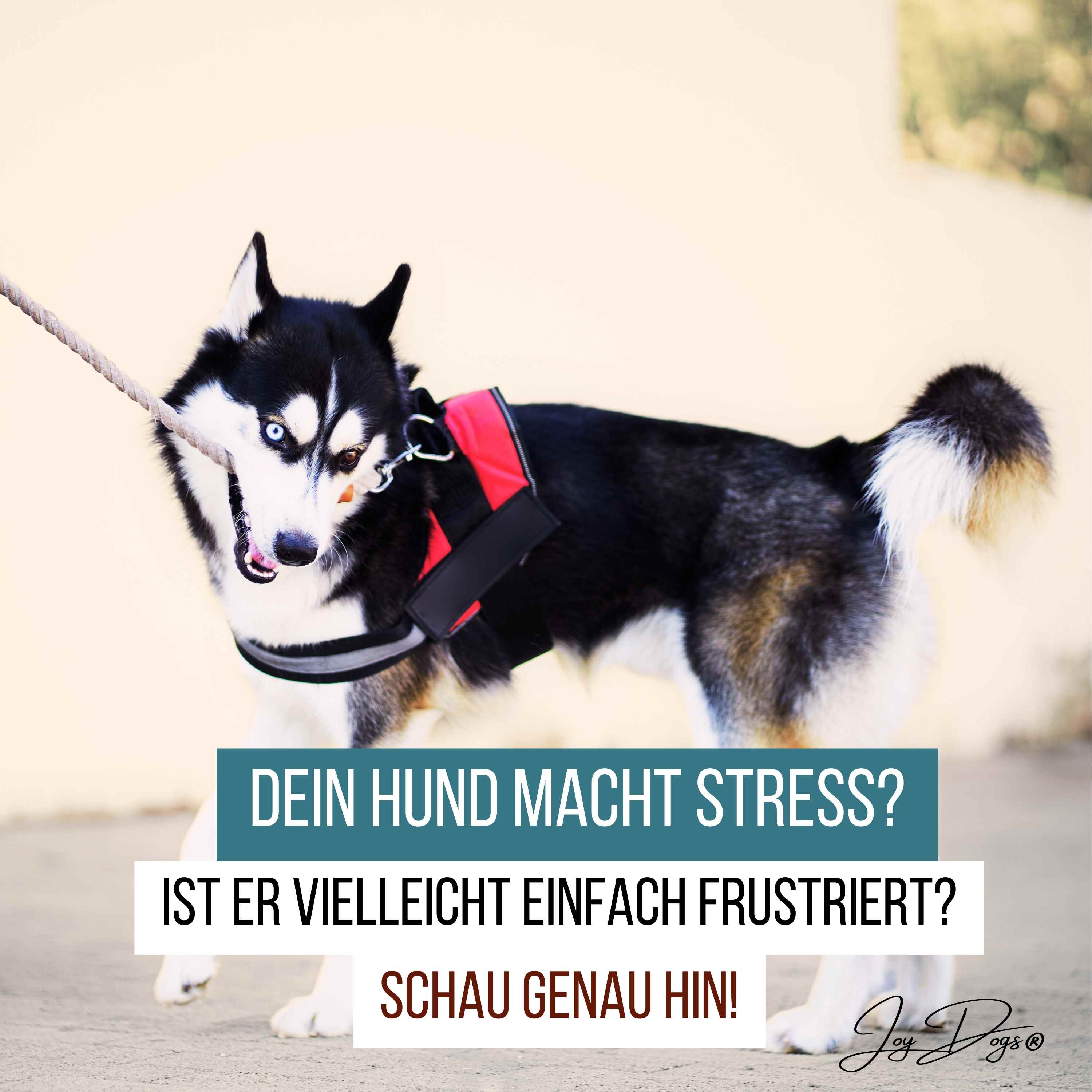 Dein Hund macht Stress? Ist er vielleicht einfach frustriert? Schau genau hin! episode artwork