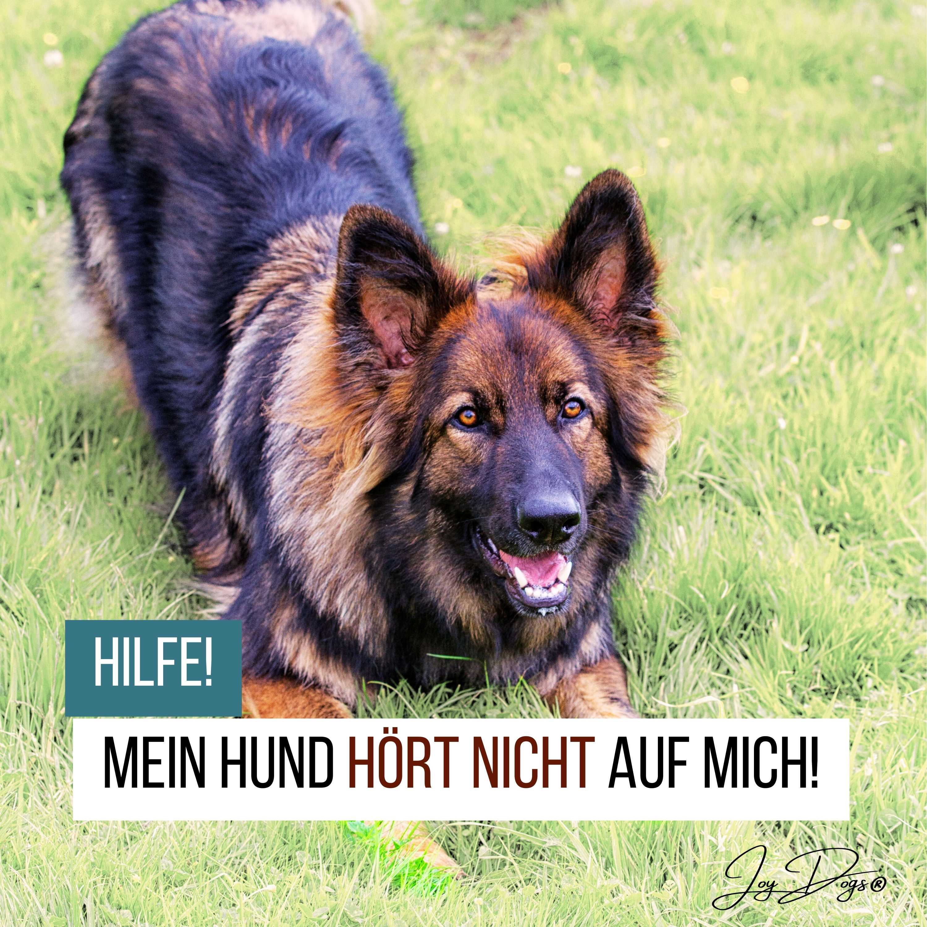 Hilfe, mein Hund hört nicht! episode artwork