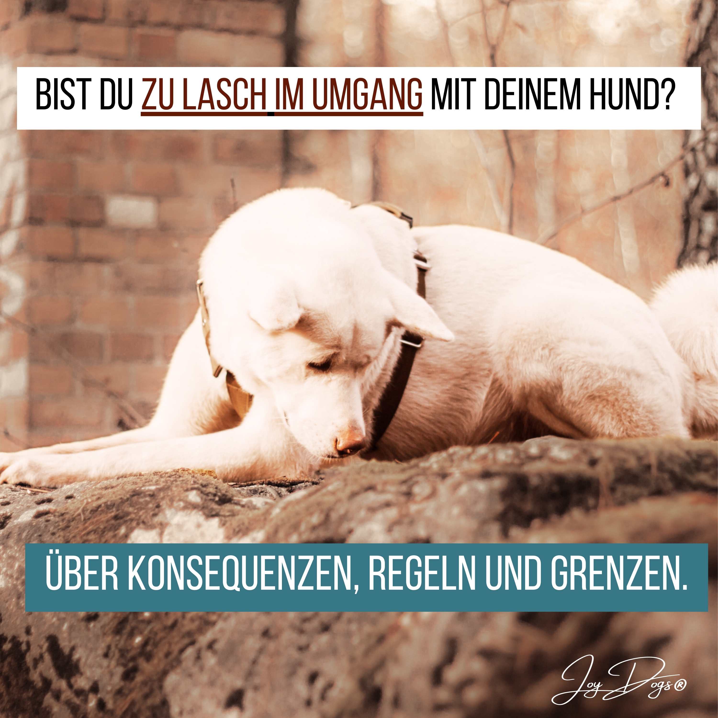 Bist du zu lasch im Umgang mit deinem Hund? Über Konsequenzen, Regeln und Grenzen. episode artwork